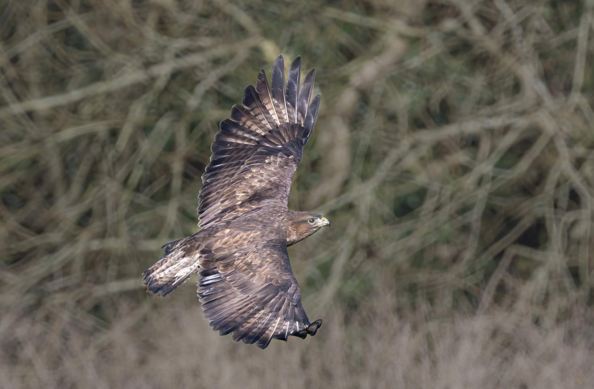 A bird of prey with outstretched wings flying over a grassy field.