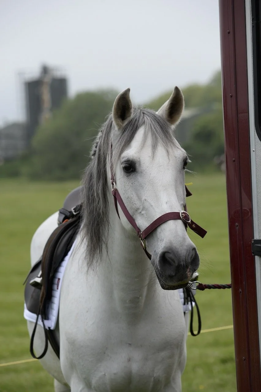 A white horse with a gray mane standing next to a red and black structure, wearing a saddle and bridle, in a grassy outdoor area with trees and a building in the background.