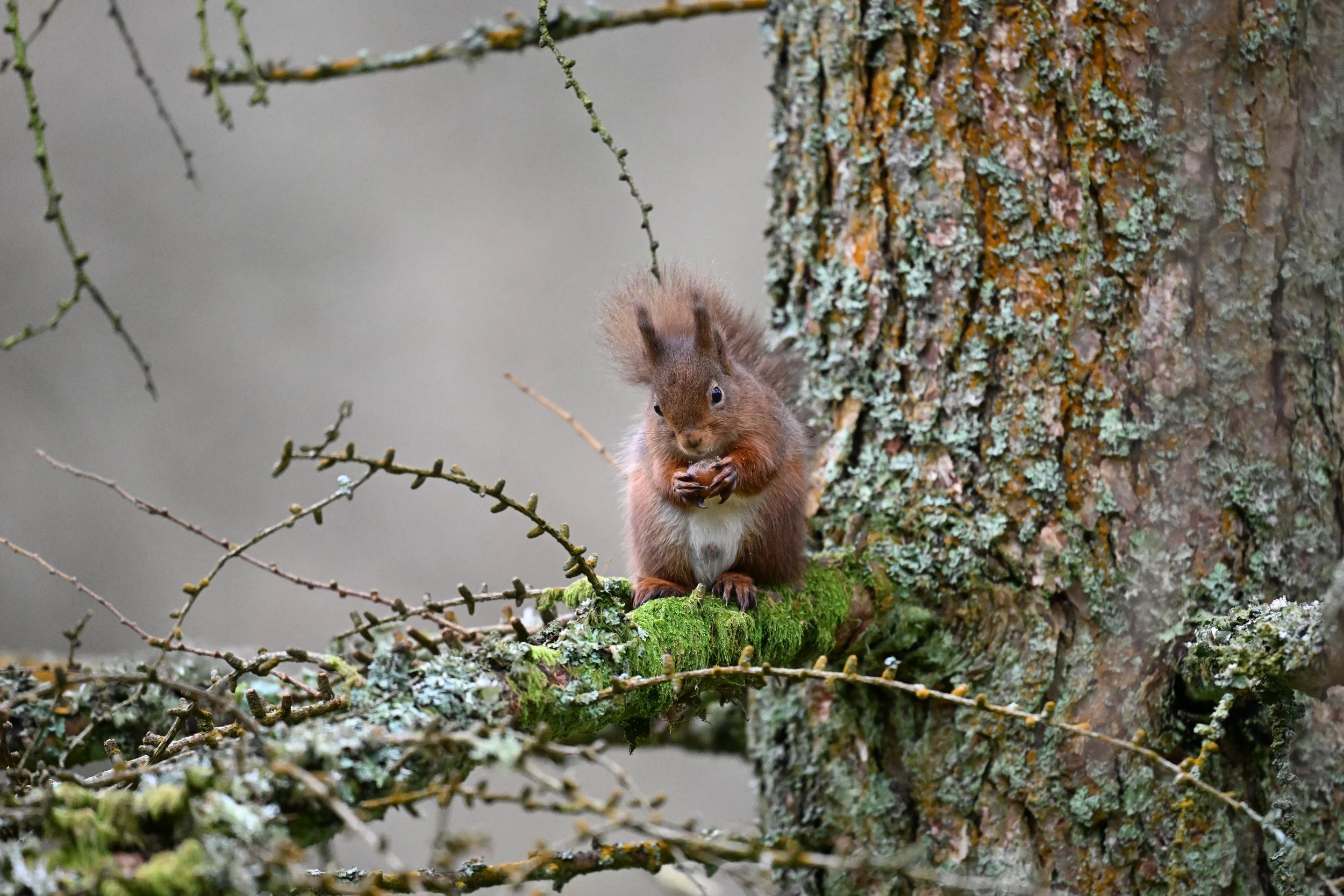A squirrel sitting on a mossy branch near a tree trunk with lichen, holding food in its paws.