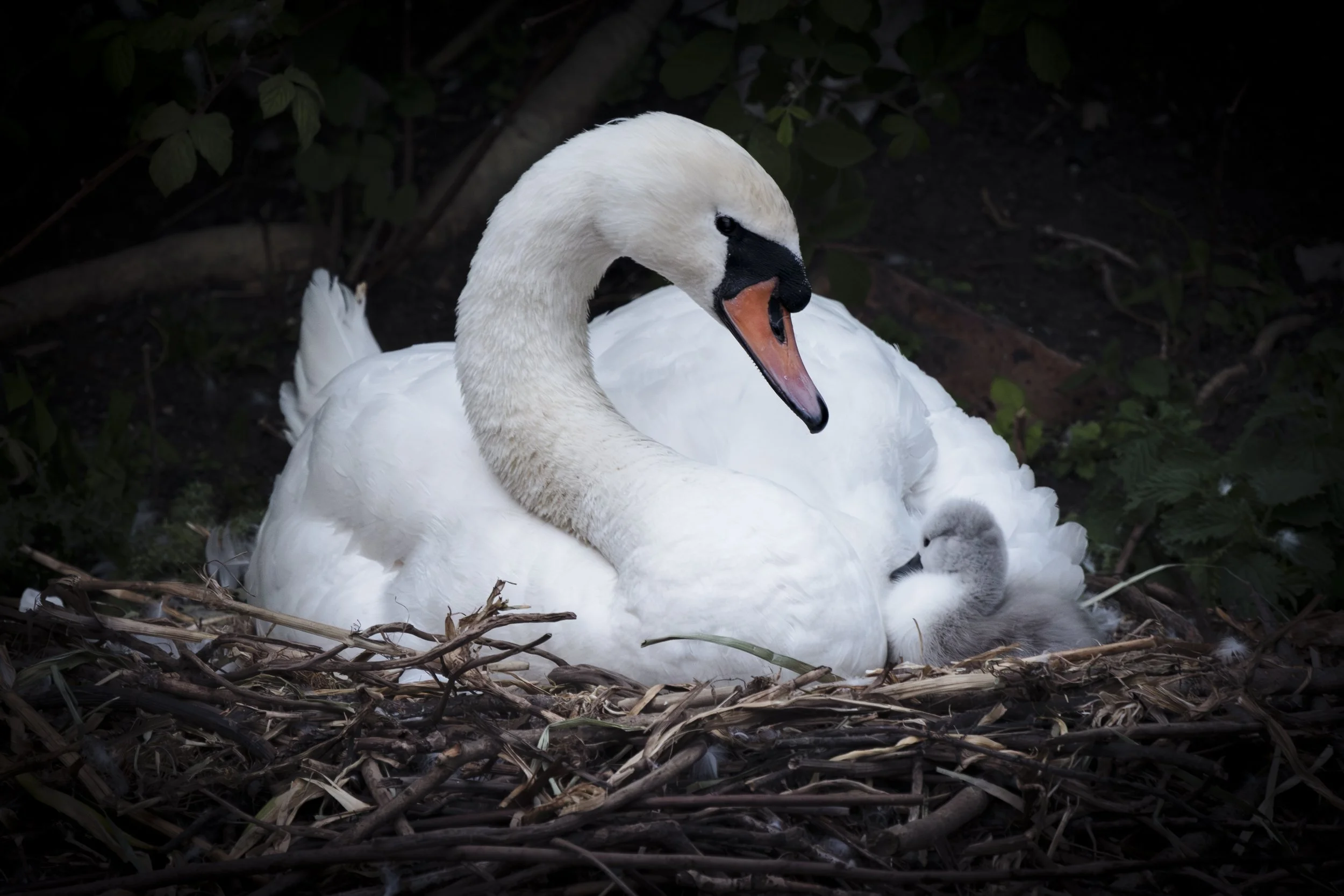 A swan sitting on its nest of twigs looking at a newly hatched cygnet