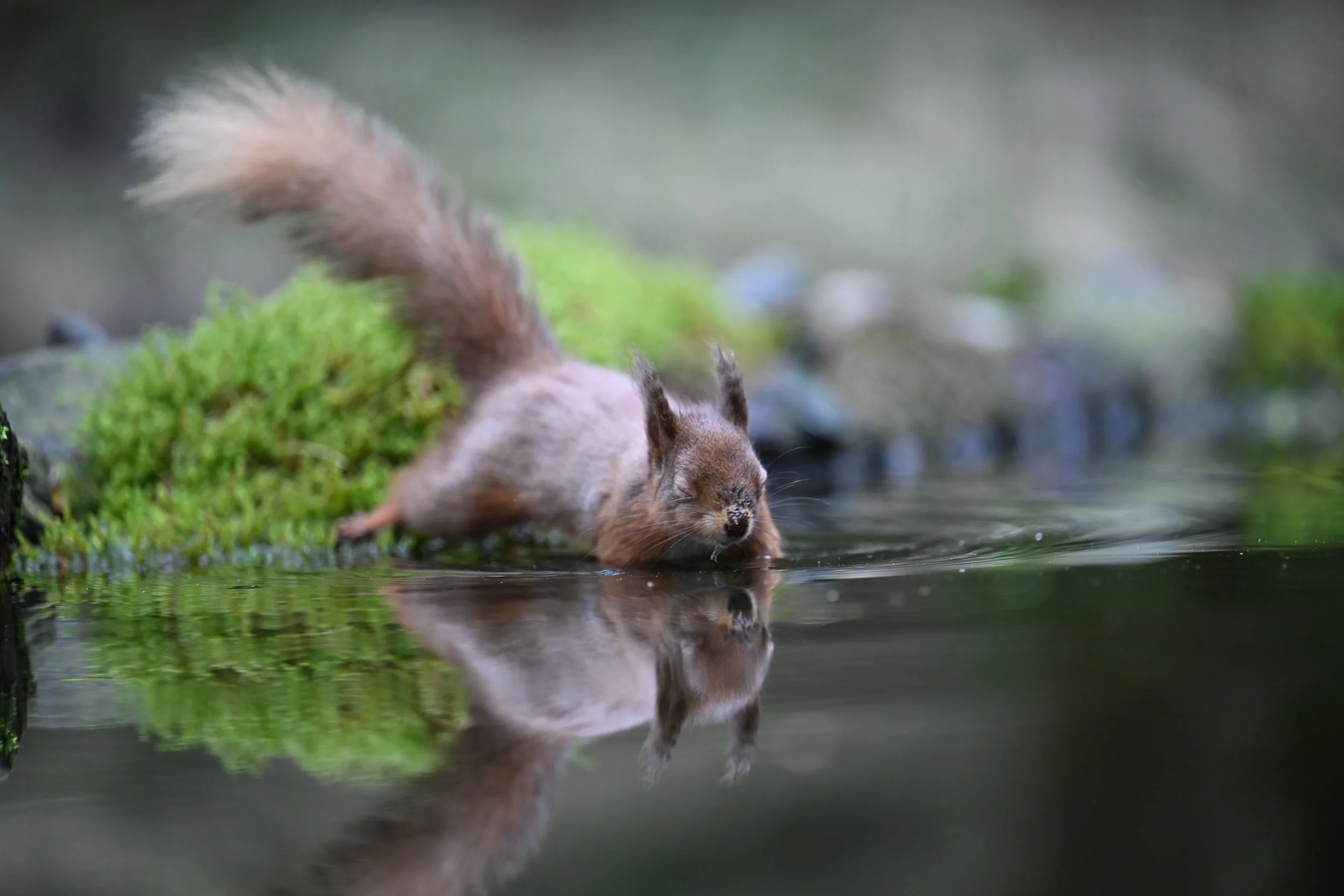 A squirrel drinking water from a pond or stream with a reflection visible on the water's surface.
