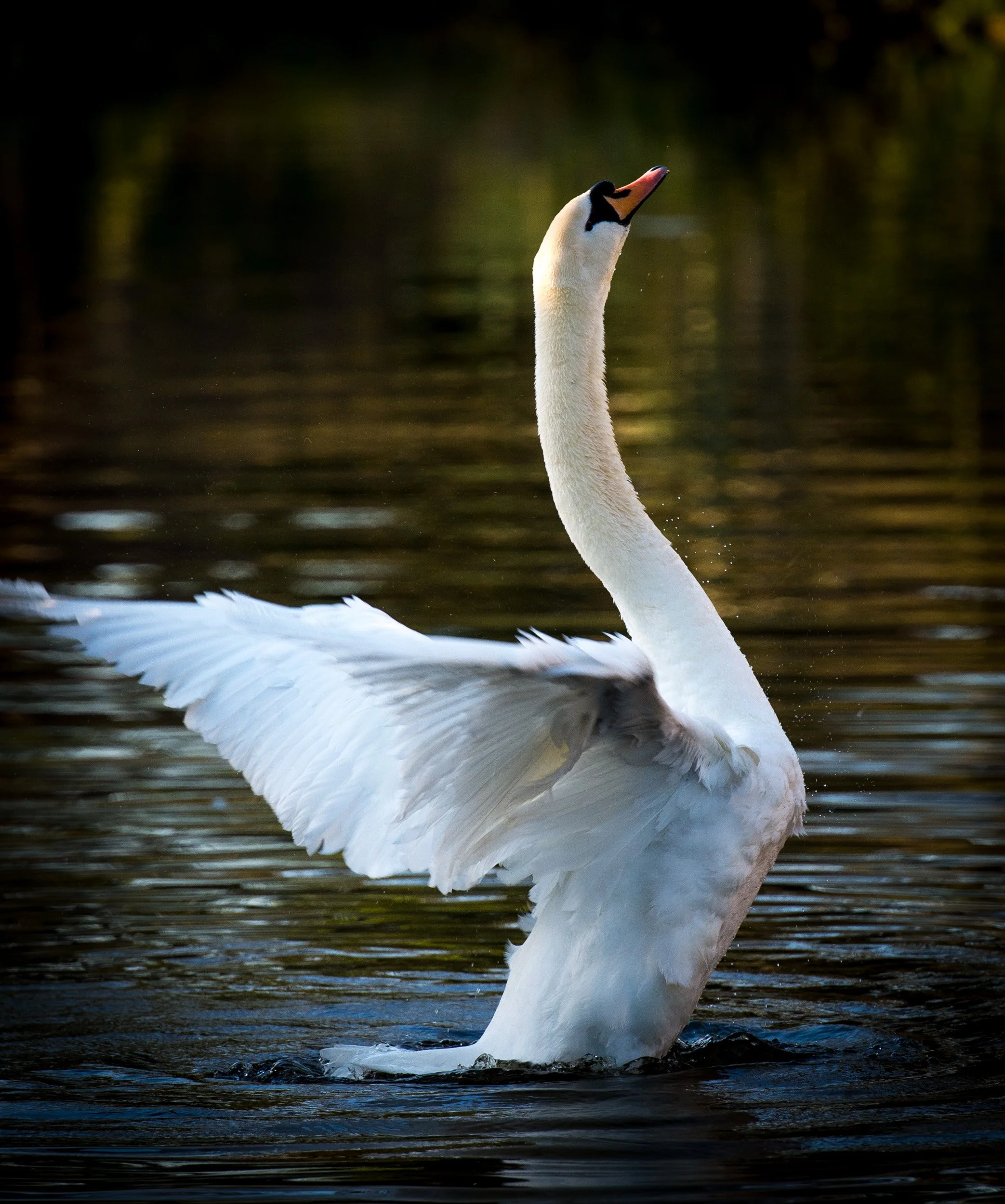 A white swan with a black and orange beak on a dark, calm body of water, lifting its long neck upward.