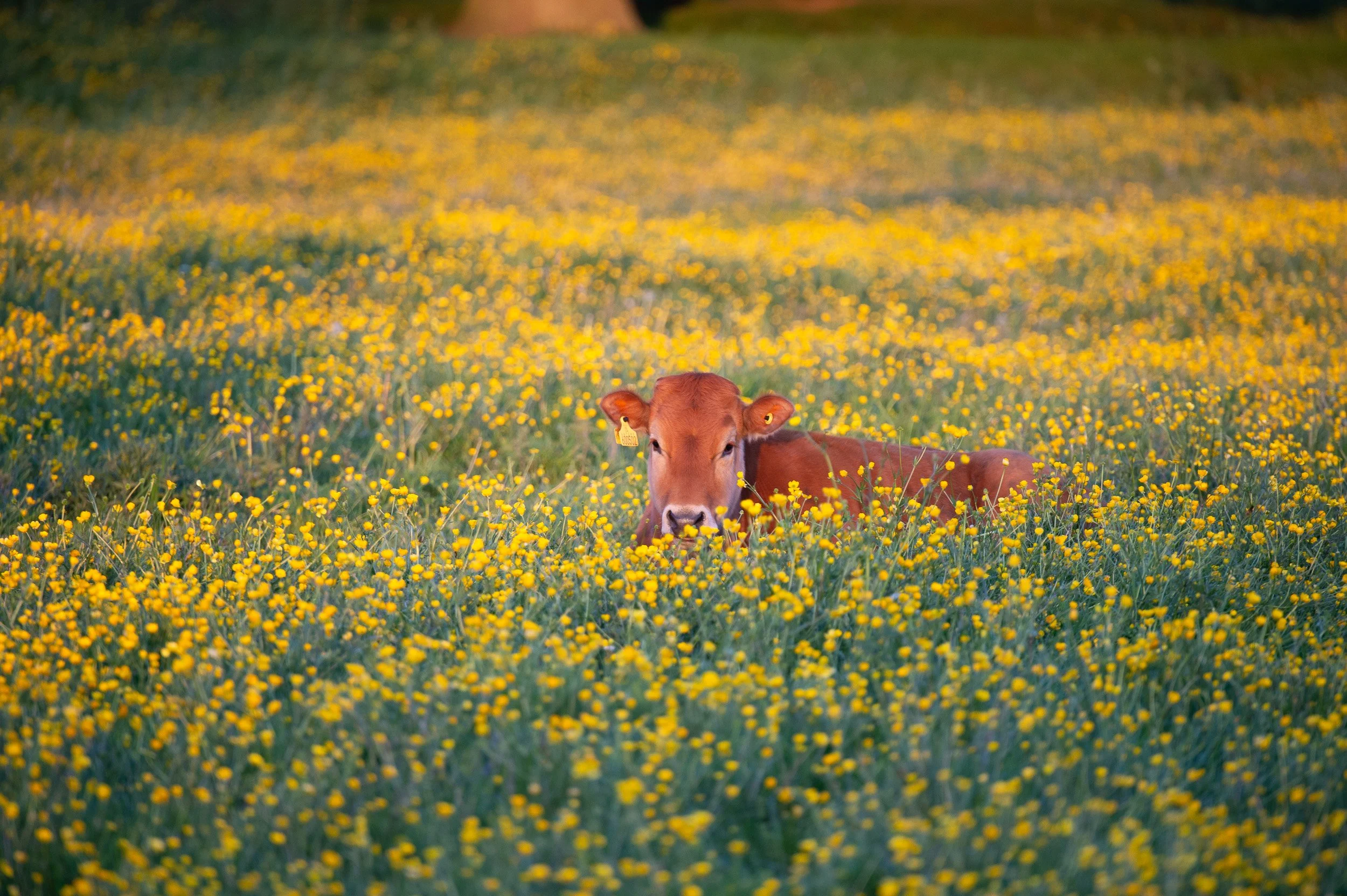 A brown cow lying in a field of yellow flowers with a blurred green and yellow background.