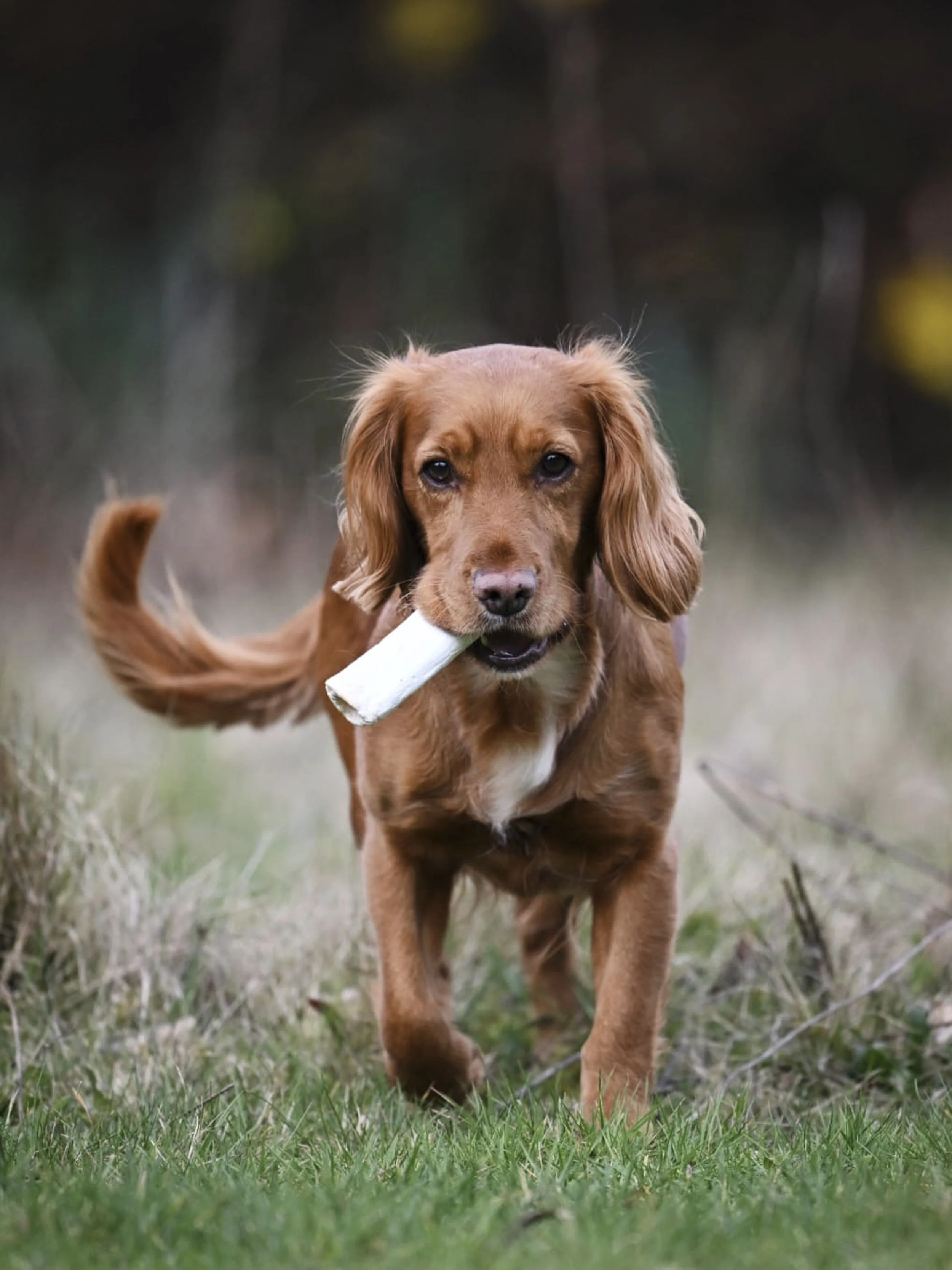 A golden retriever puppy running on grass with a bone in its mouth.