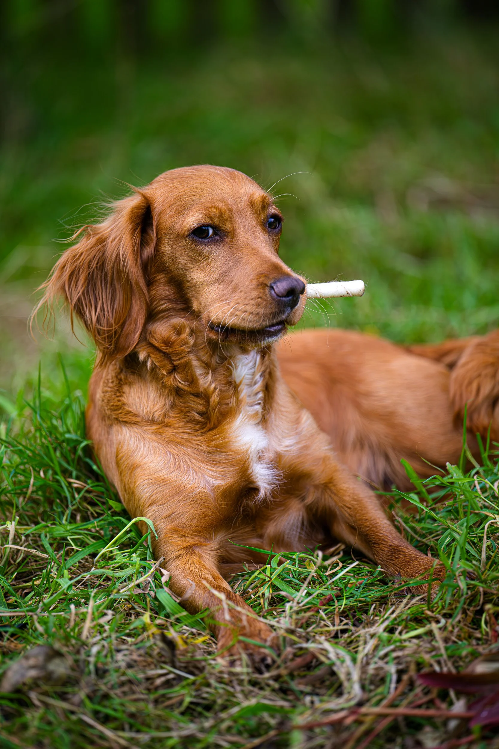 A brown dog with long ears lying on grass with a white stick in its mouth.