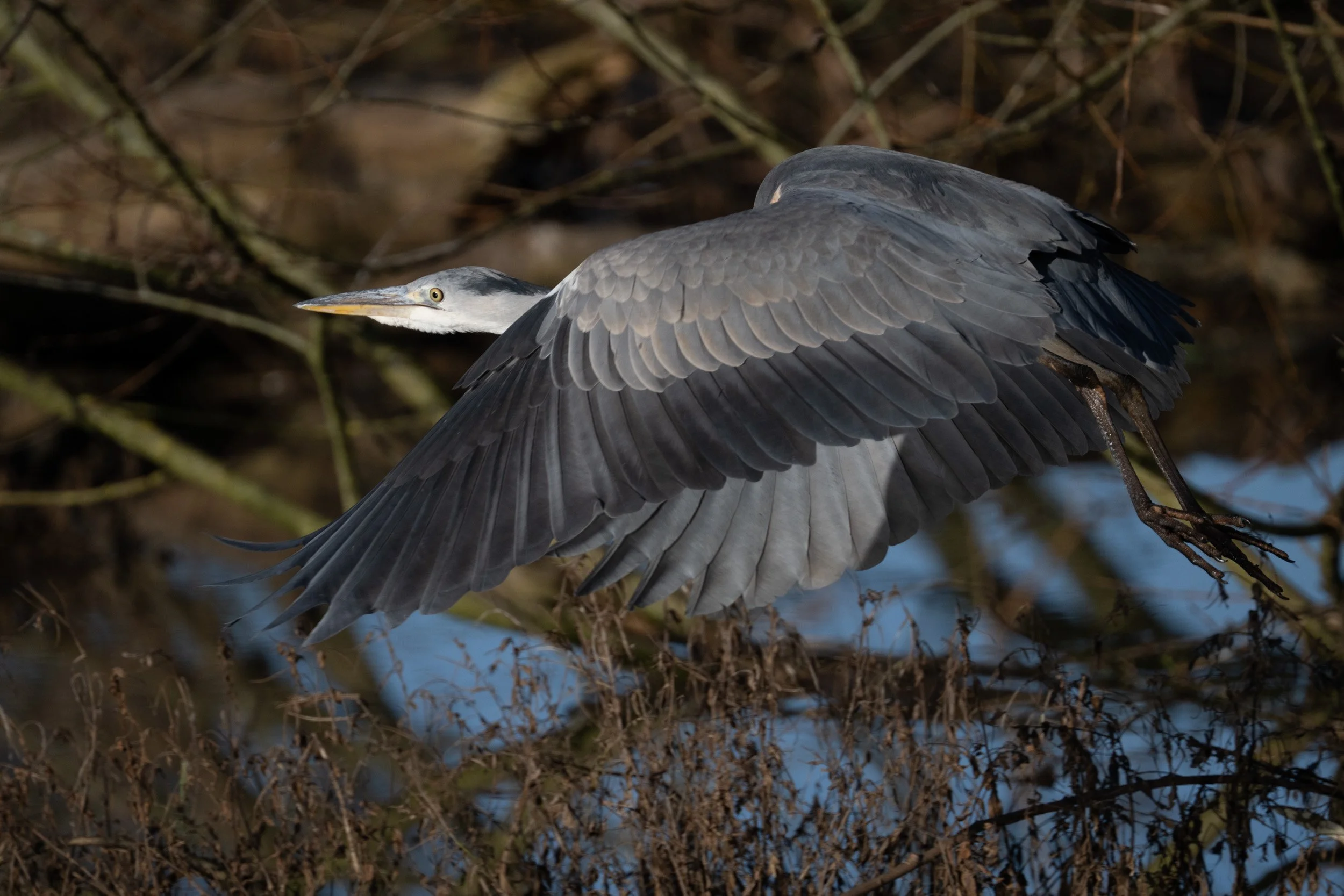 A heron flying with outstretched wings over a natural area with leafless branches and a cloudy sky.