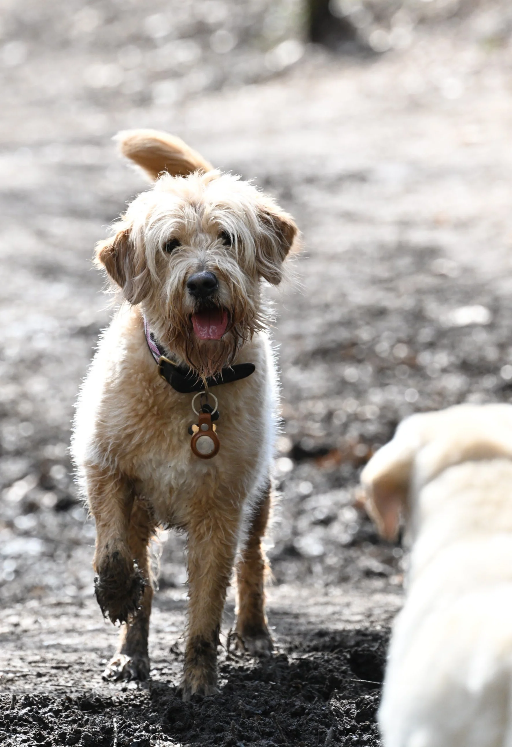 A happy, scruffy tan dog with floppy ears and a collar standing on dirt outdoors.