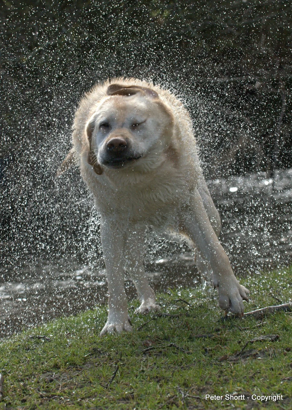 Dog playing in water with droplets splashing around.