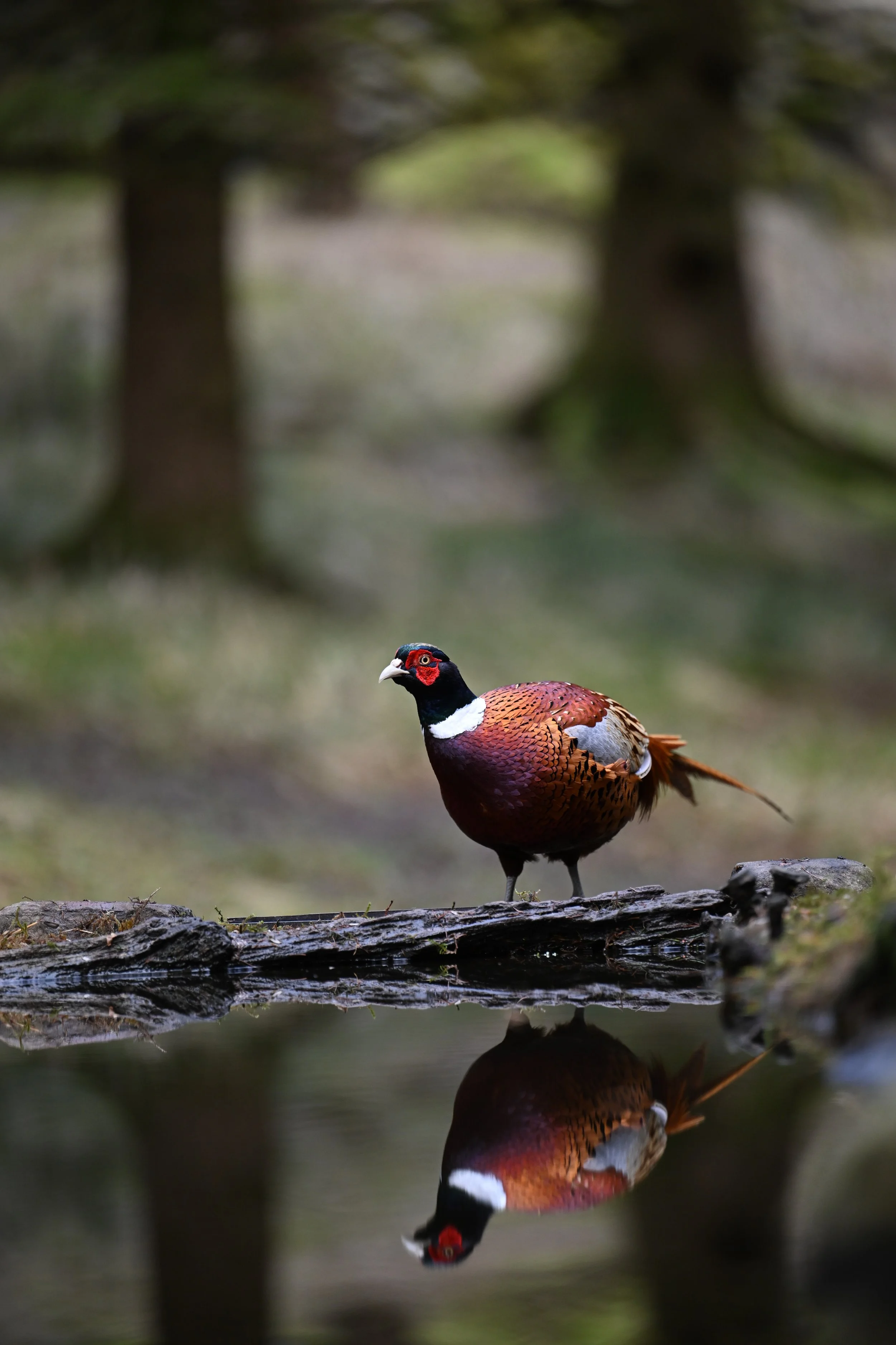 A colorful bird, likely a pheasant, stands on a log in front of a body of water, with reflection visible below, and a blurred forest background.