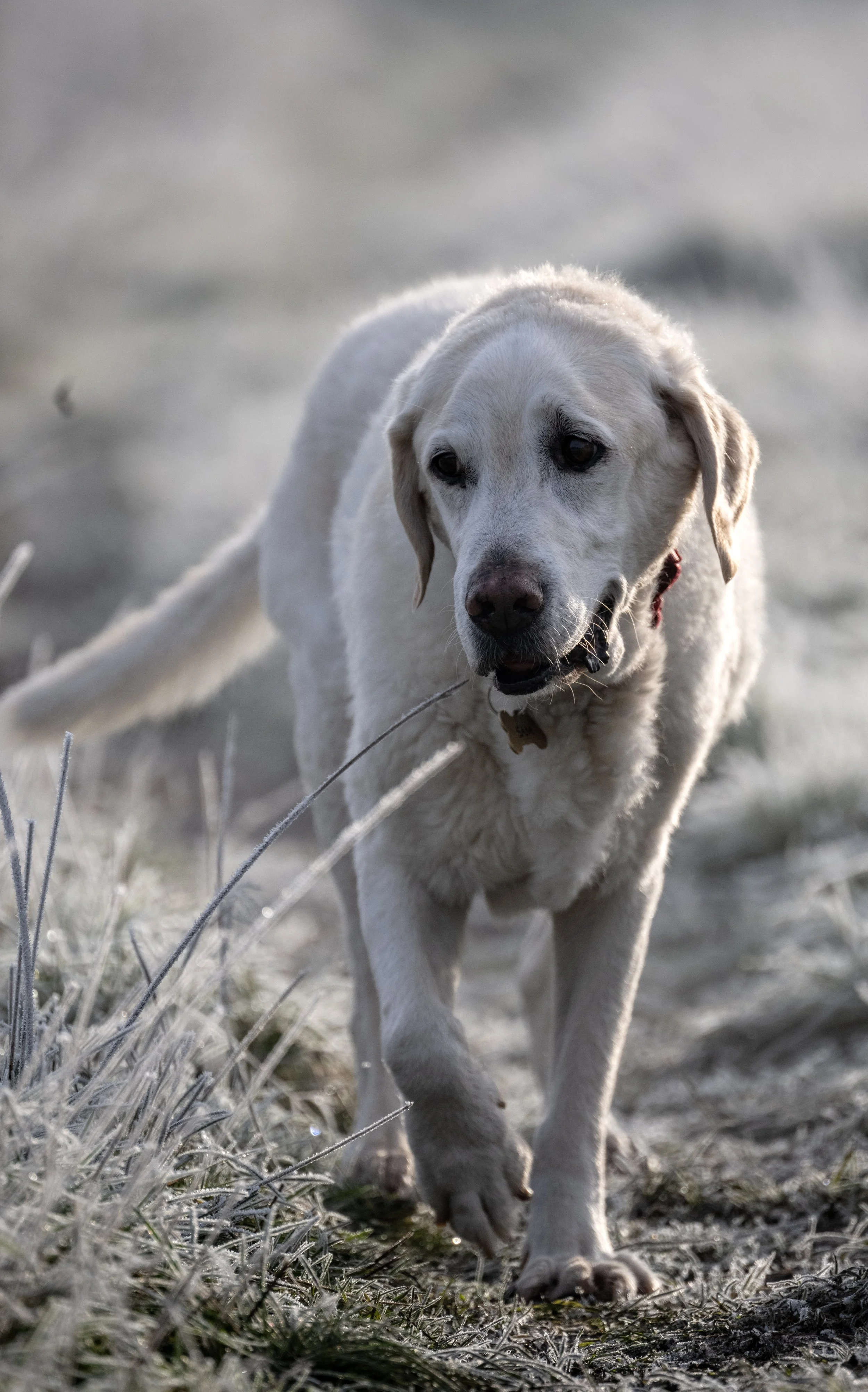 A light-colored Labrador Retriever walking on a frosty field with dried grass, with its tongue slightly out and a curious expression.