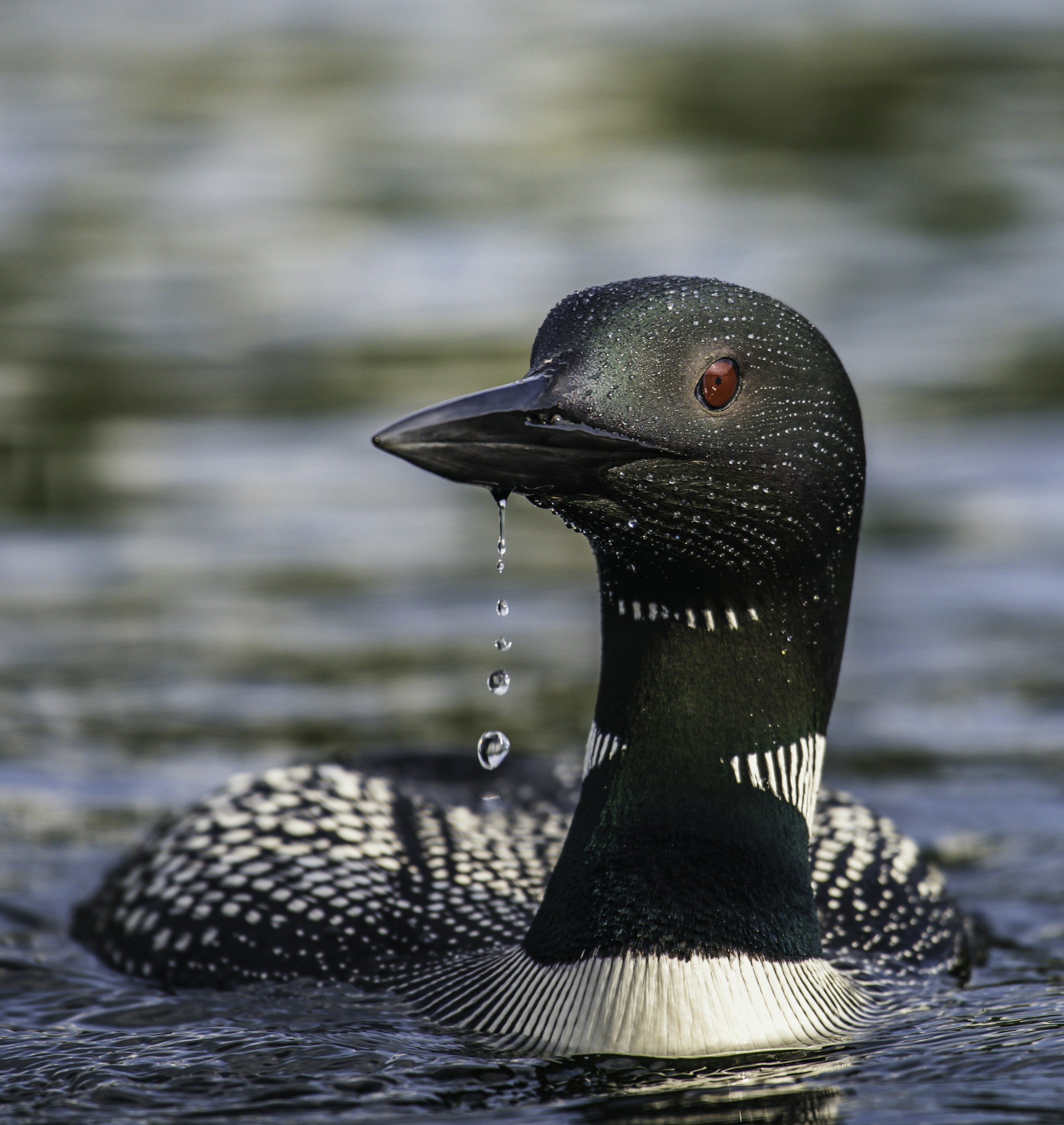 Picture of a loon on a lake.