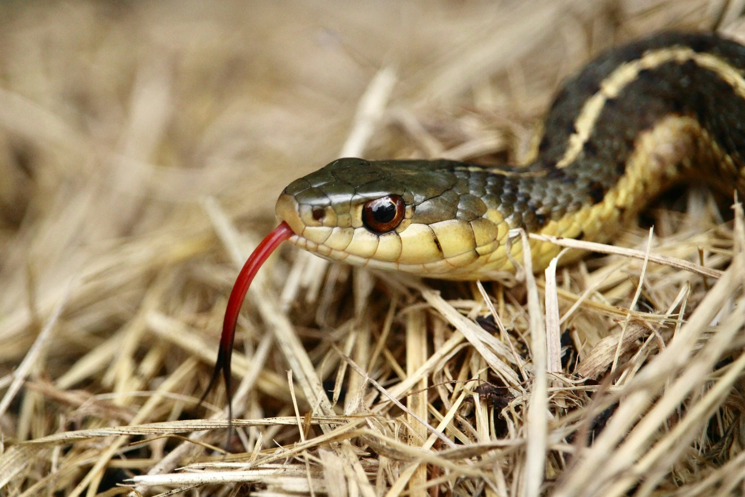 The head of a king snake with it's red tongue extended.