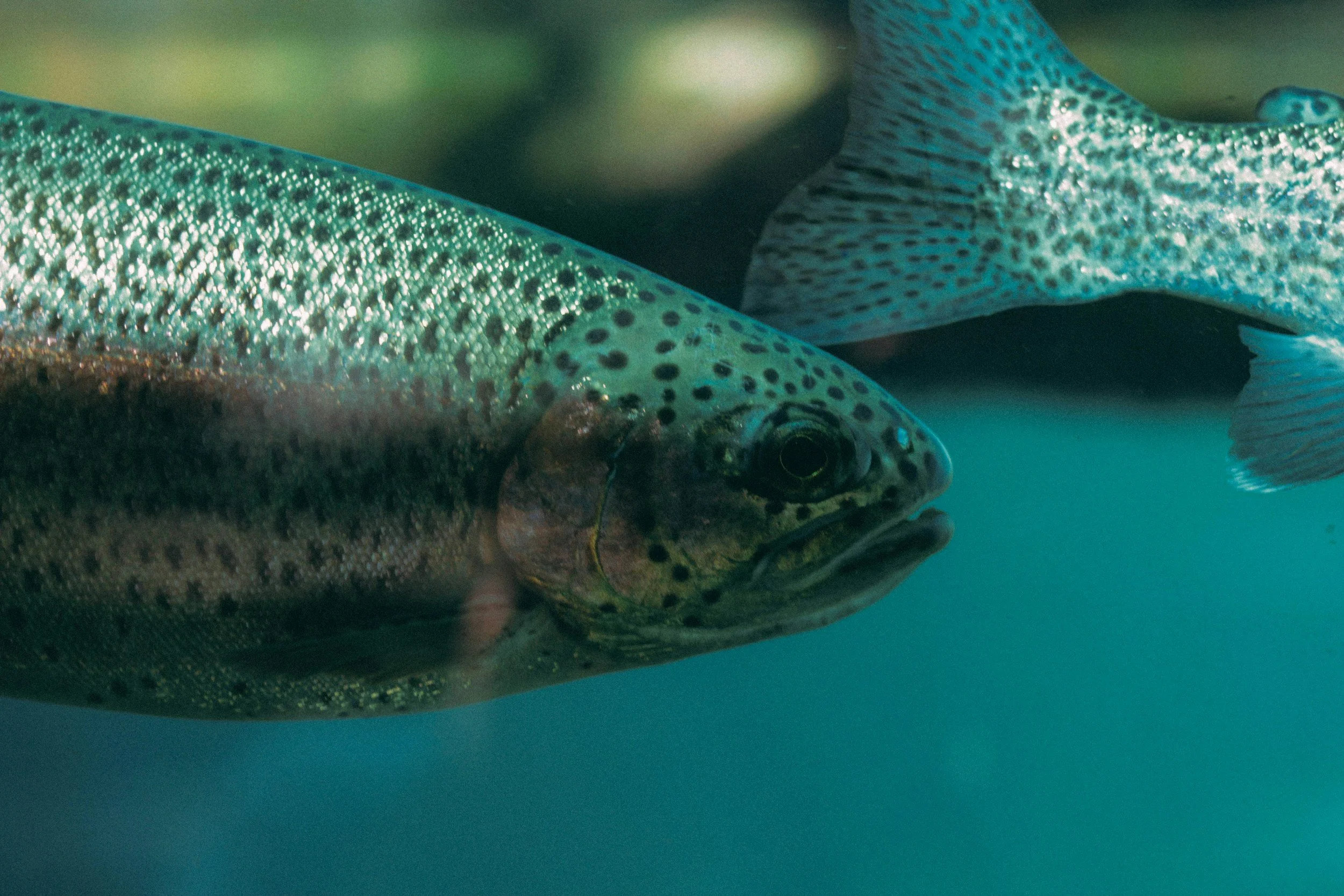 Image of a rainbow trout's head.