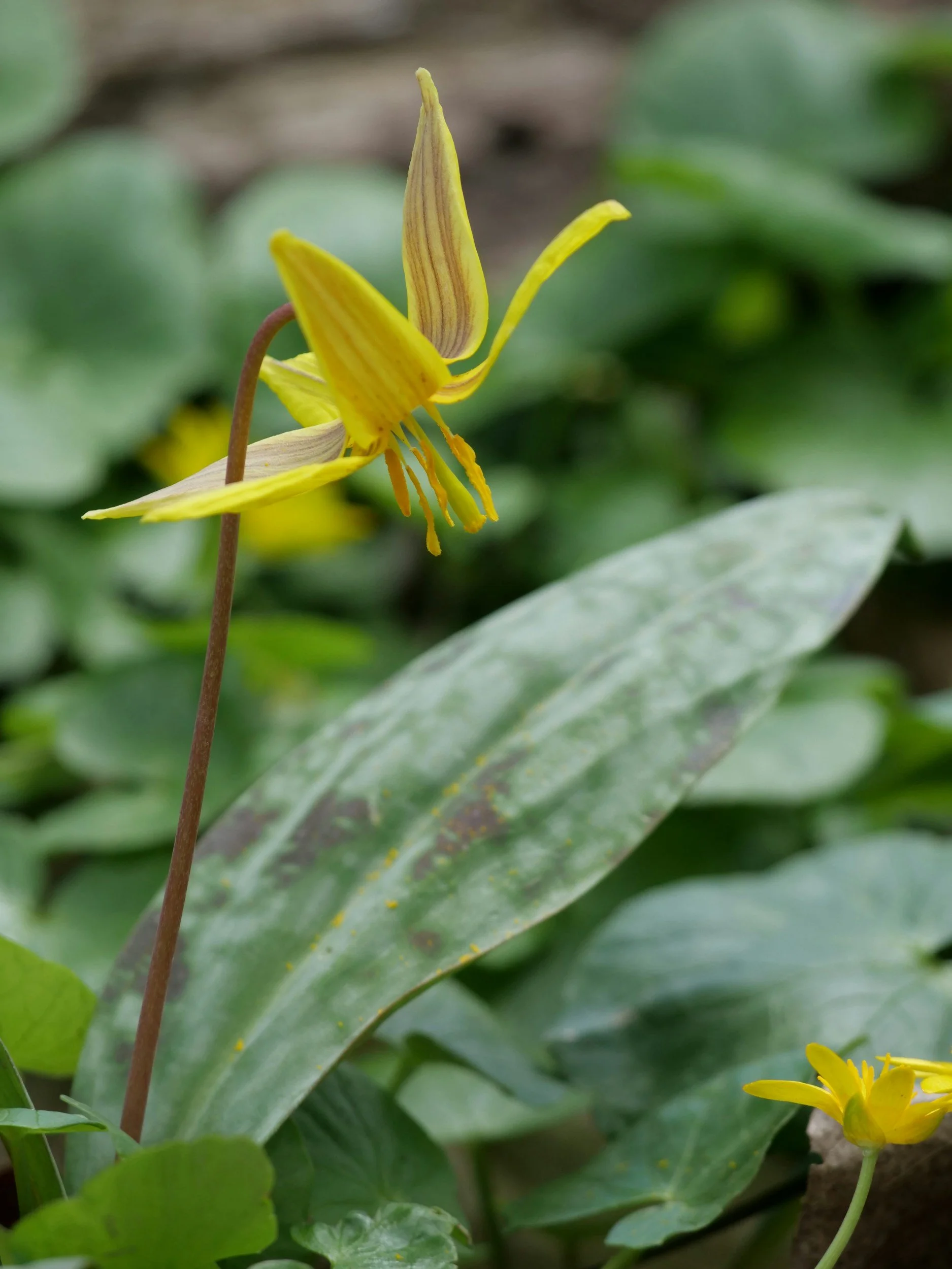 Image of a yellow mountain lily.