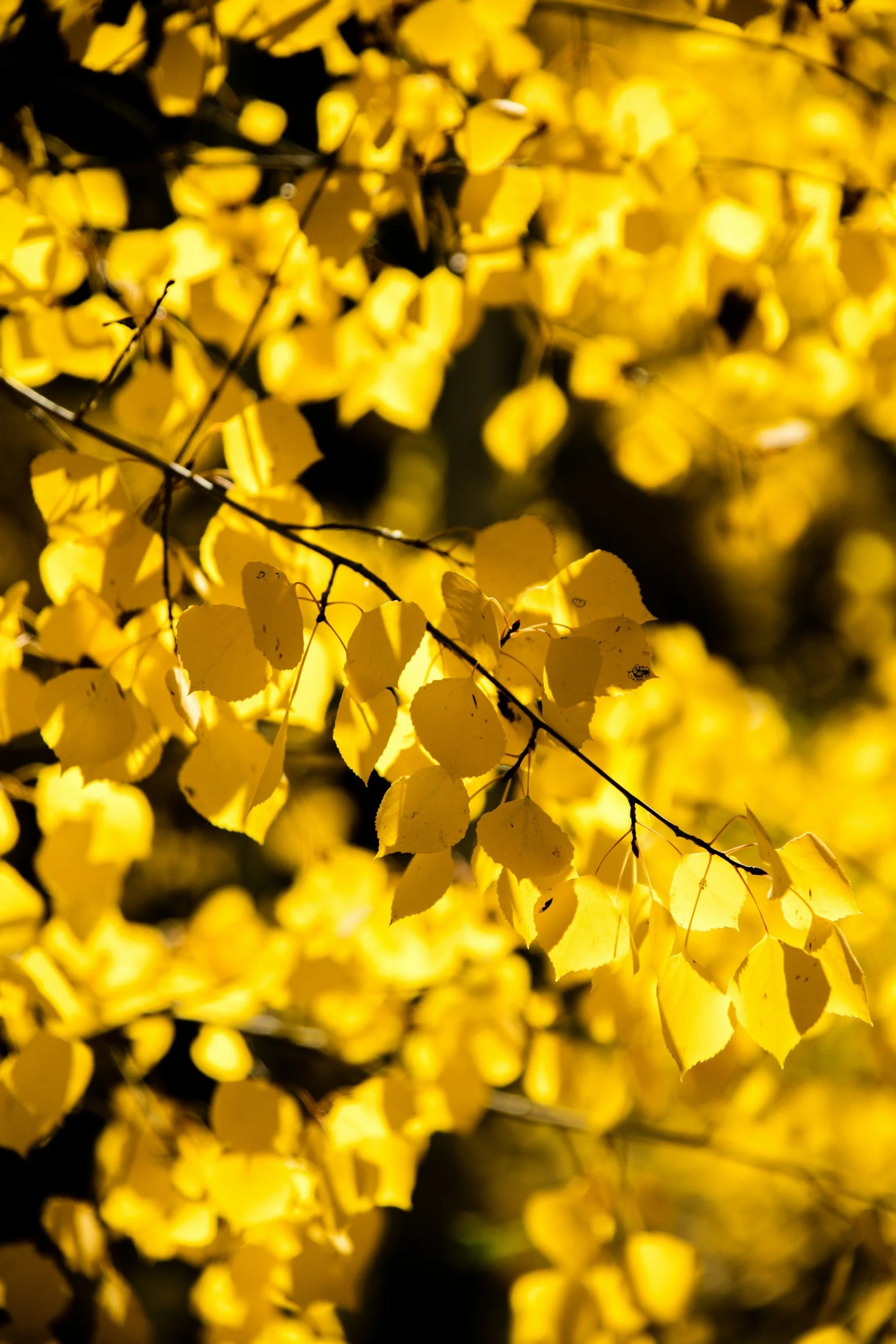 A golden branch of aspen leaves.