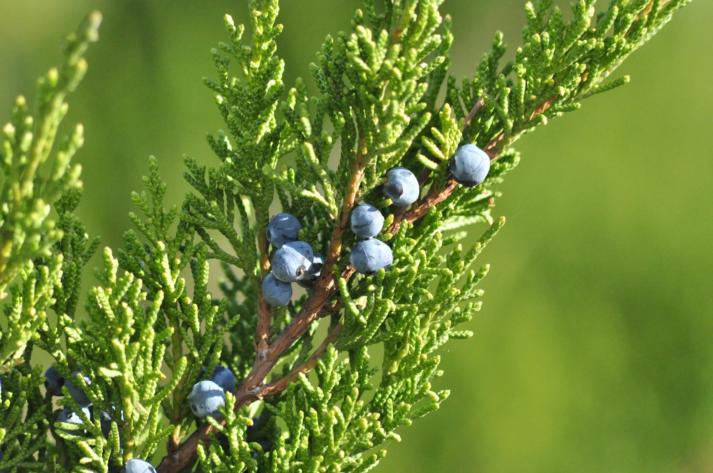 A juniper branch with powdery blue berries.