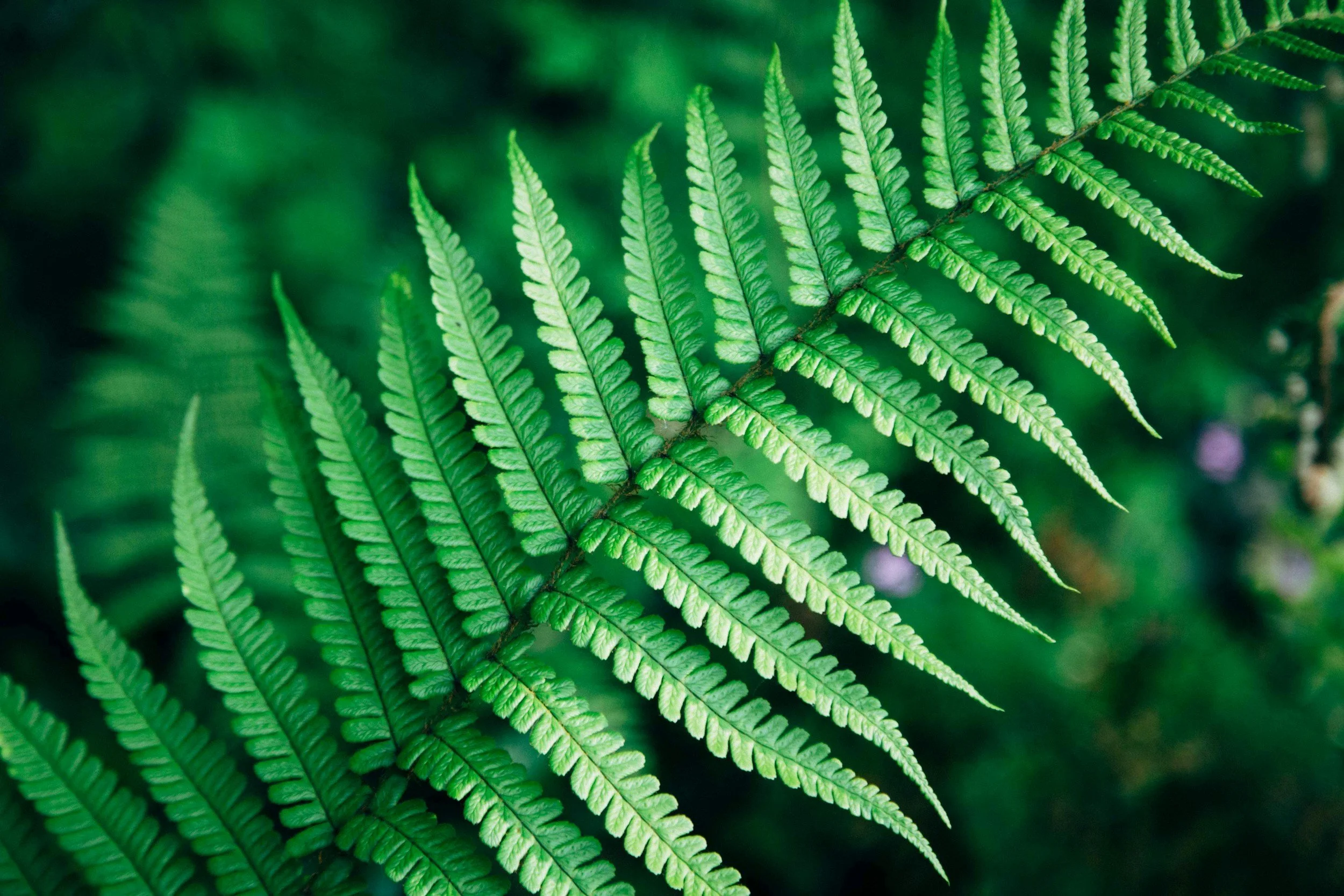 Image of a fern frond.