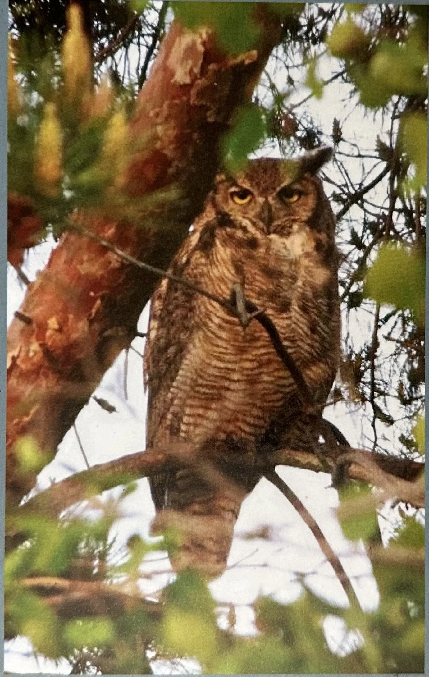 Image of a great horned owl in a tree.