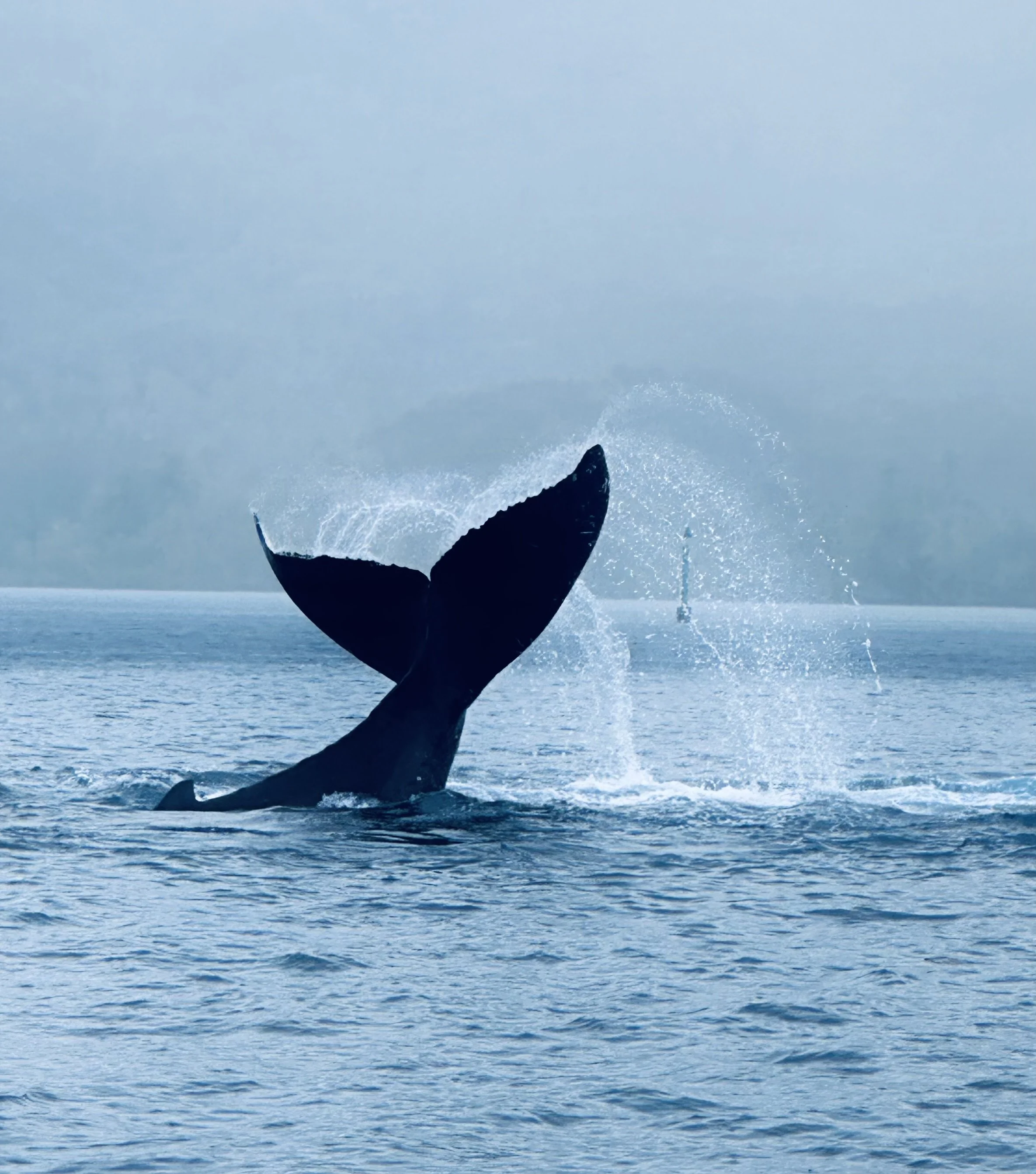 Image of a whale tale rising above a body of water.