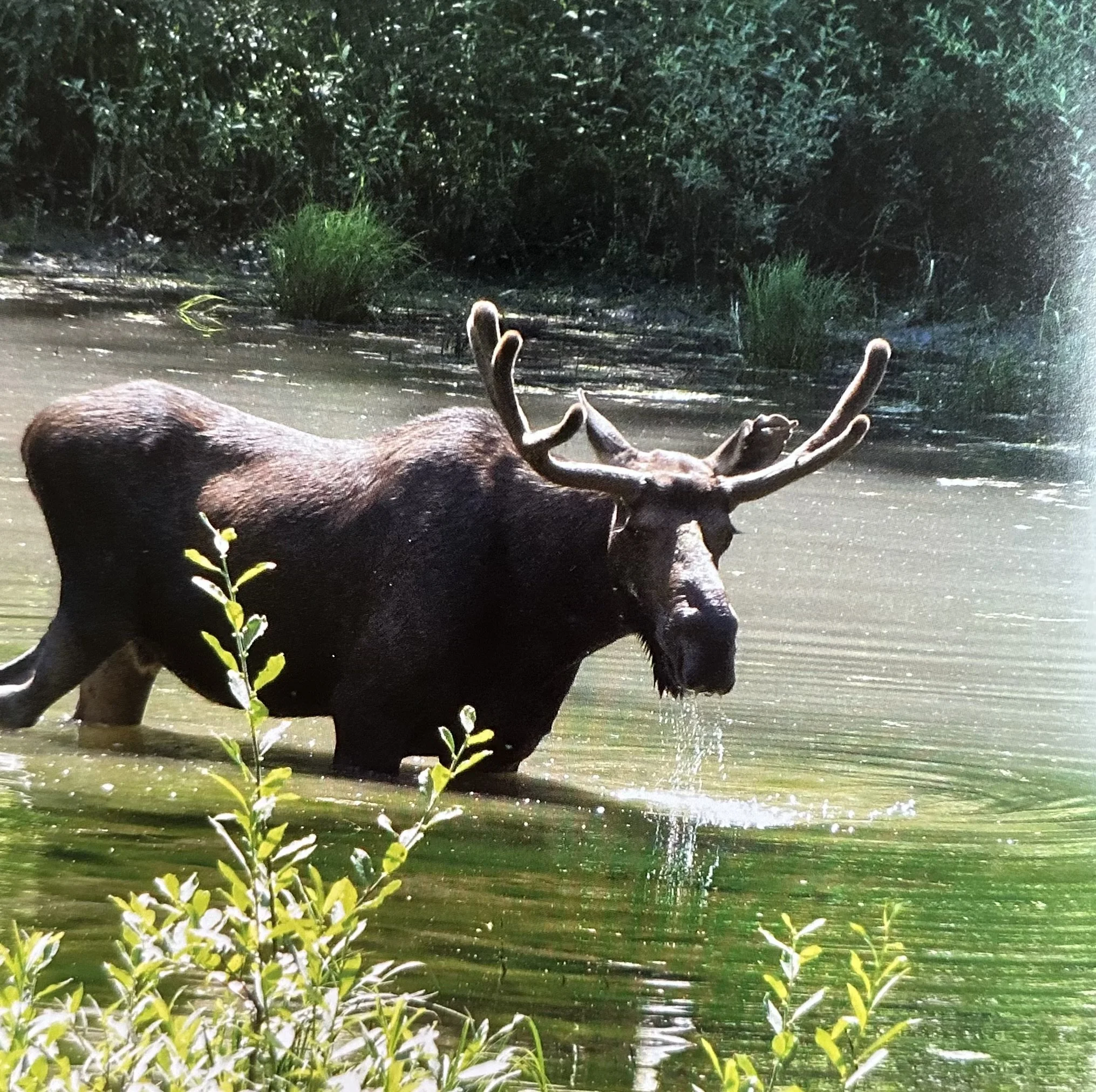 Photo of a moose in a lake, water dripping off of it's muzzle.