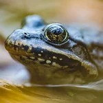 Close-up of a toad's face.
