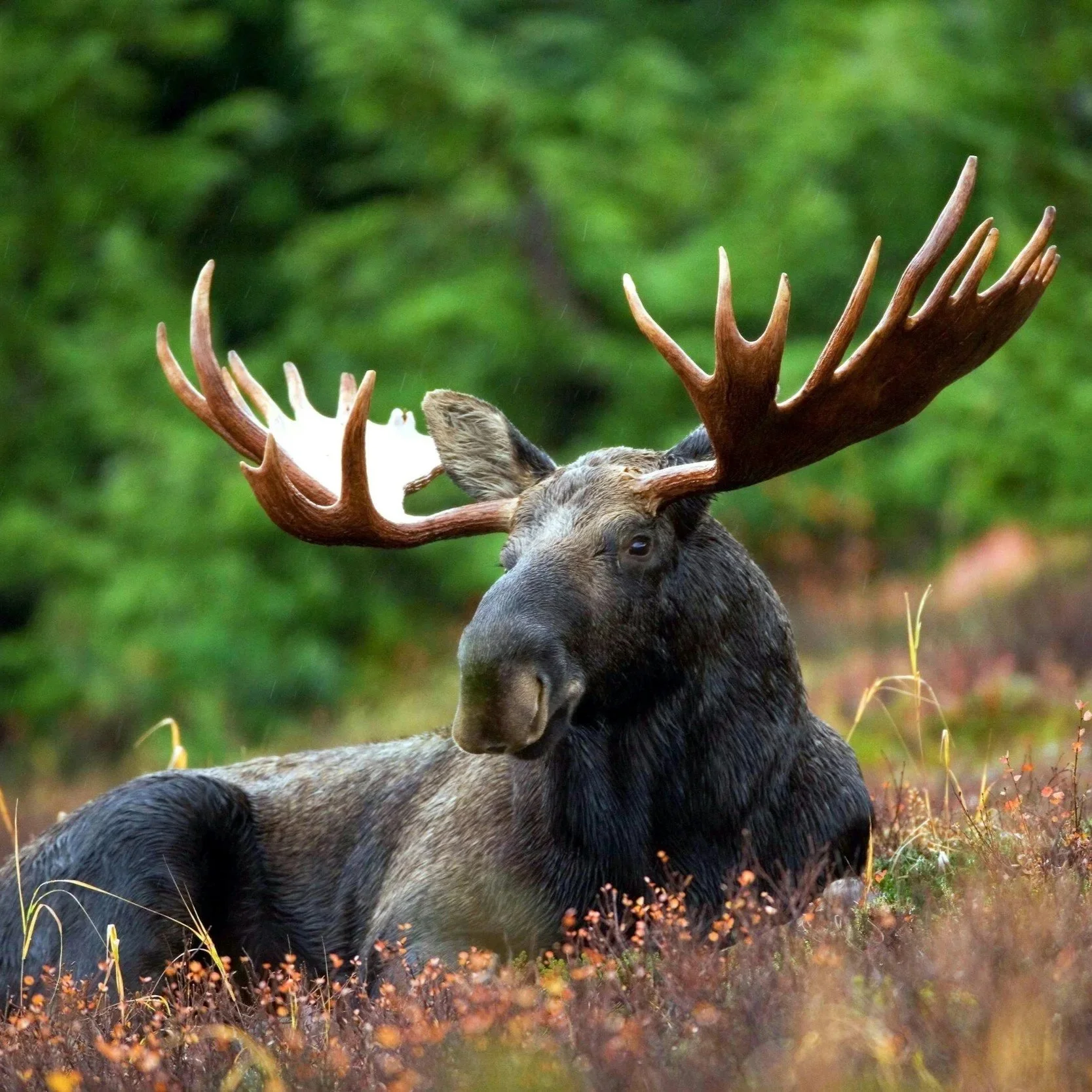 Image of a moose laying in the grass.