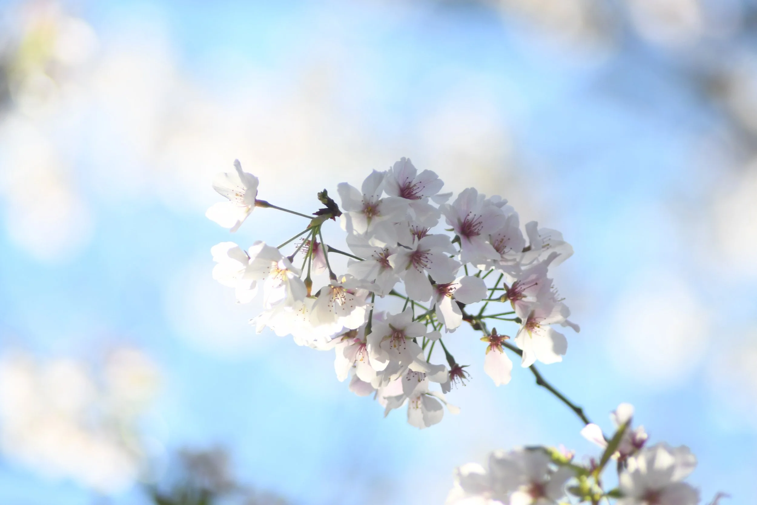 Spring Whisper