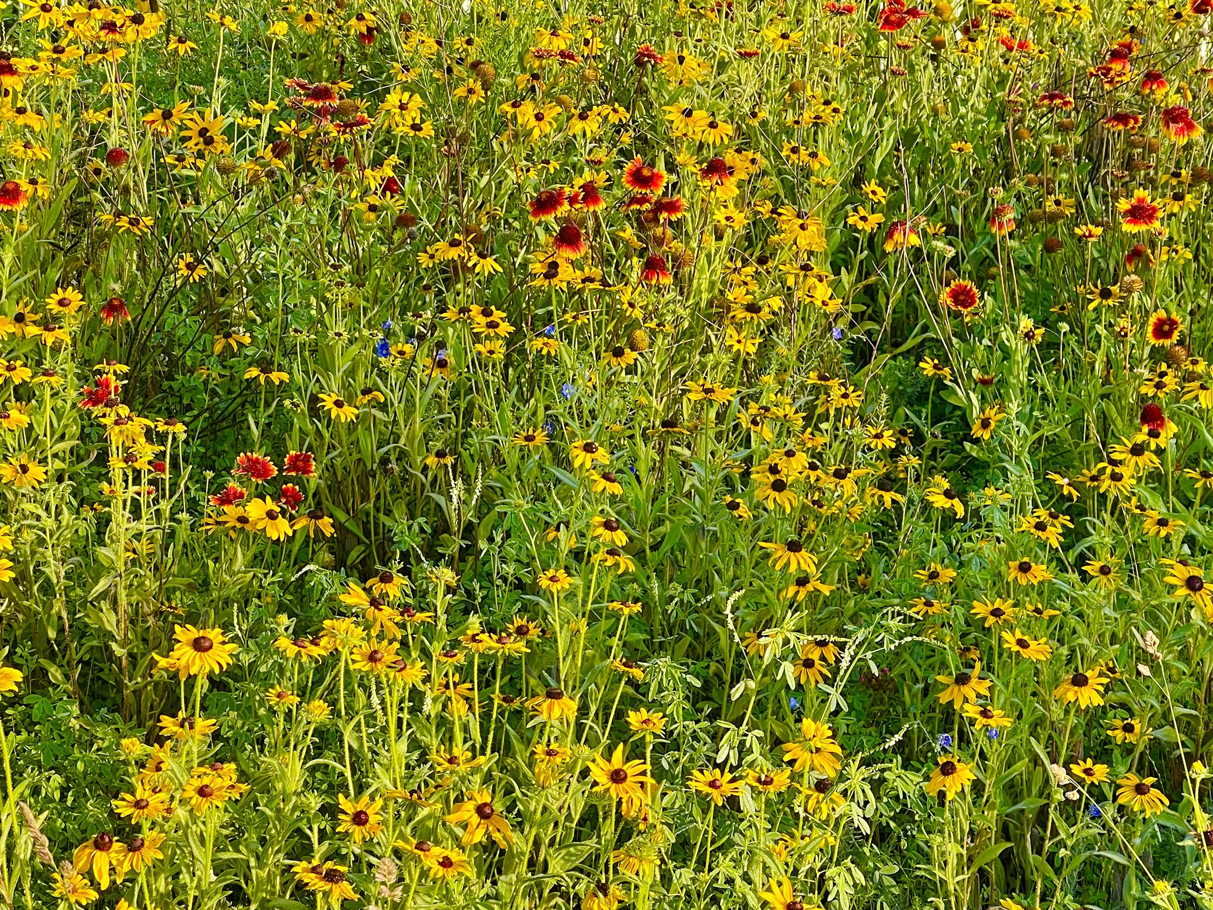 Fields of Gold