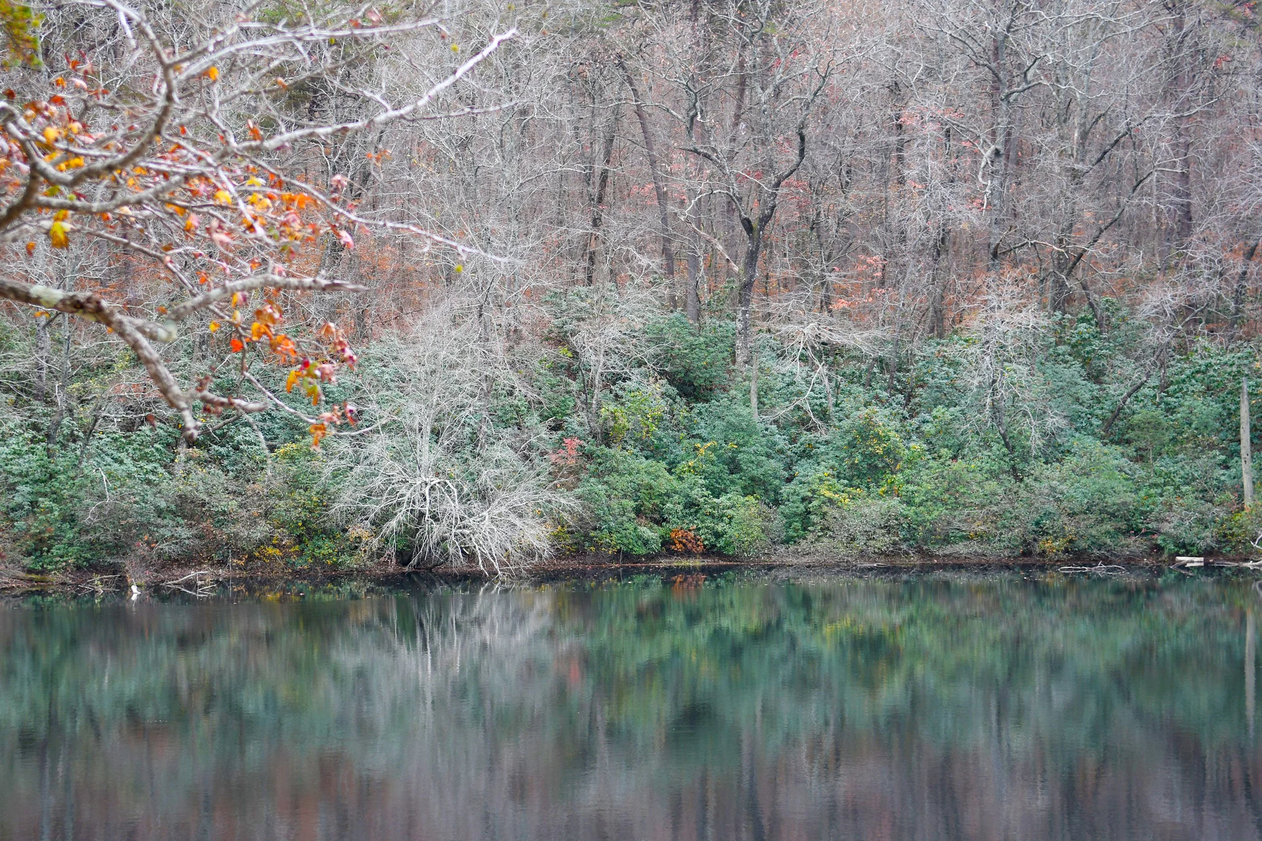 Nature's Reflections
