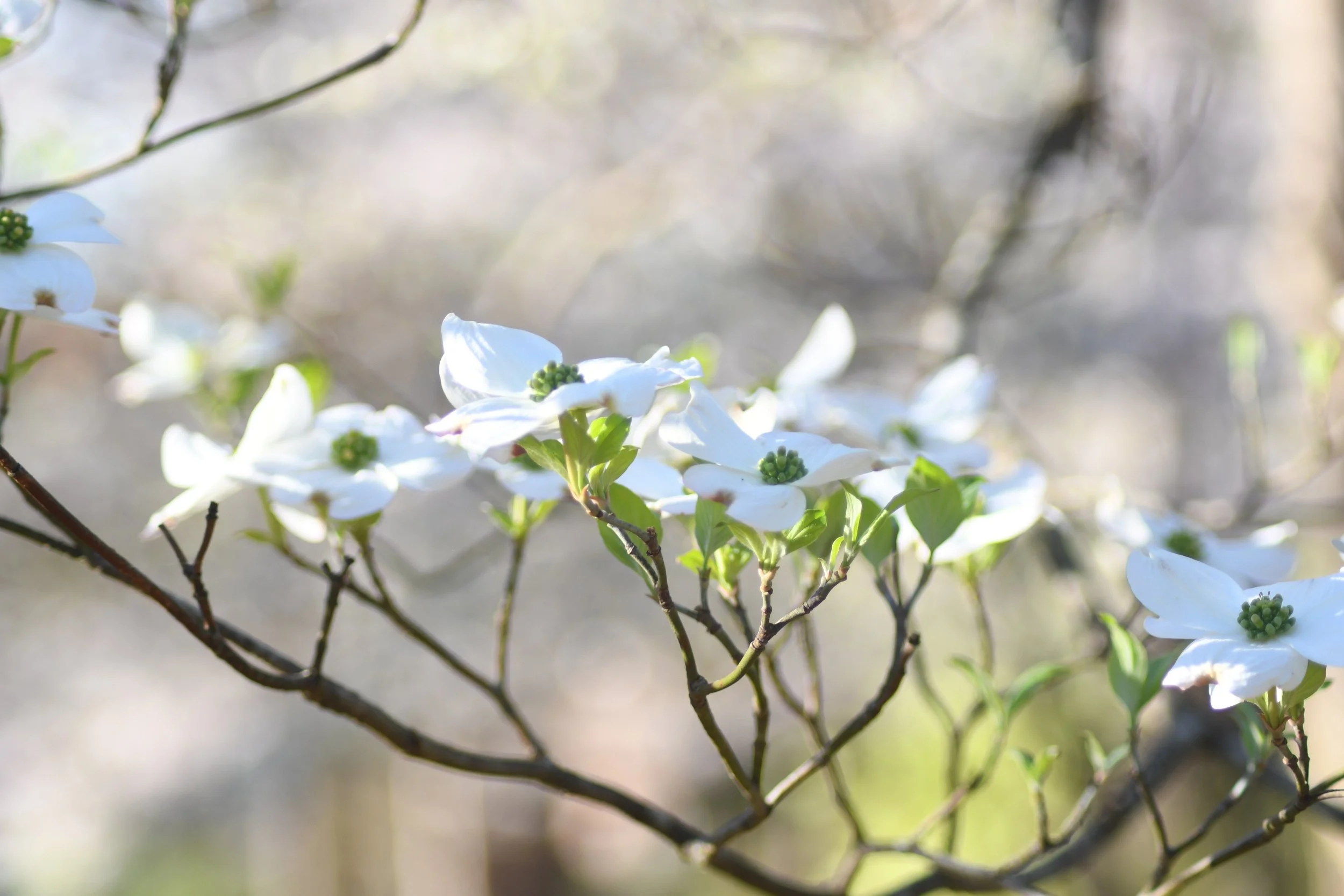 Spring's Promise