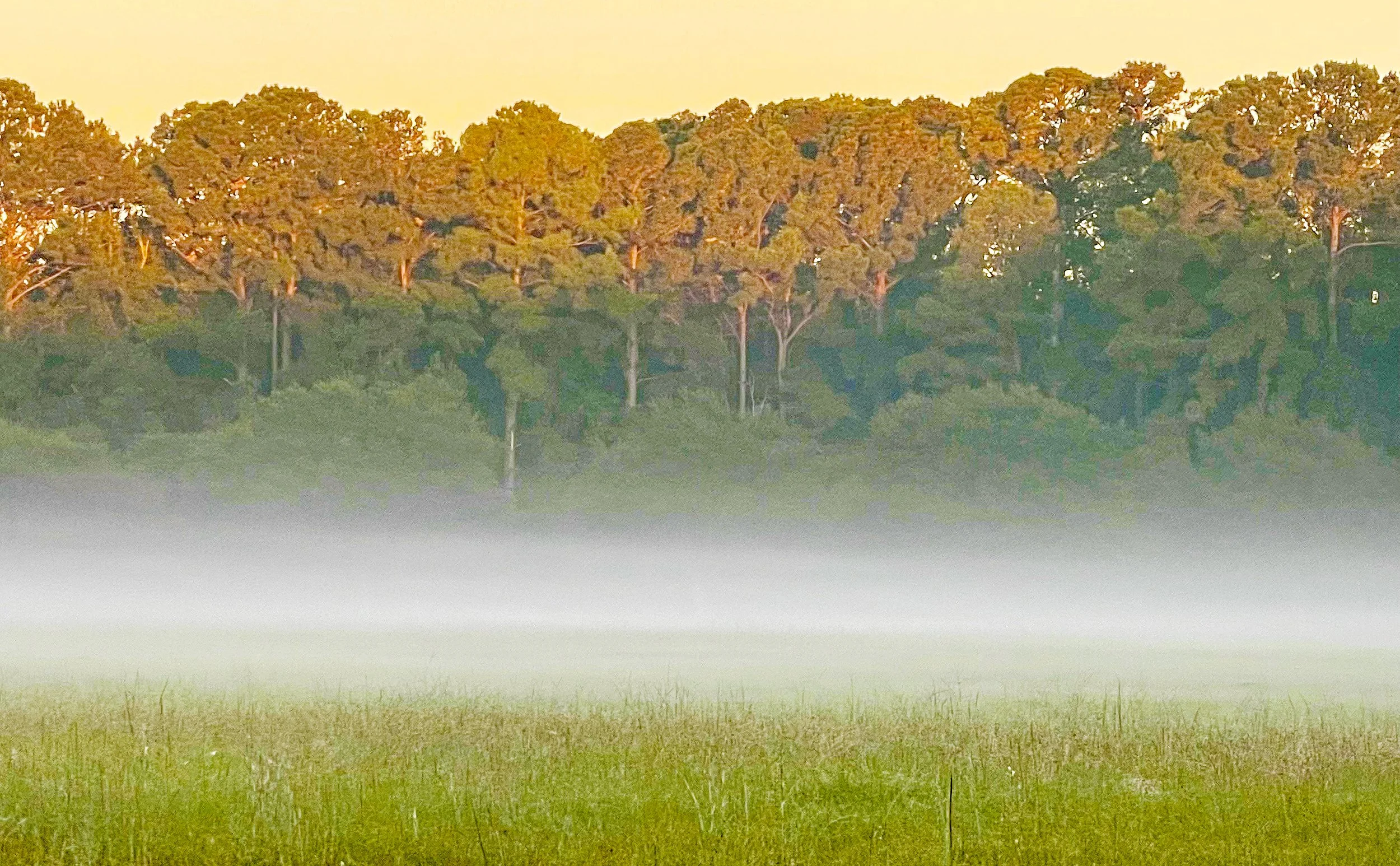 Morning Dew
