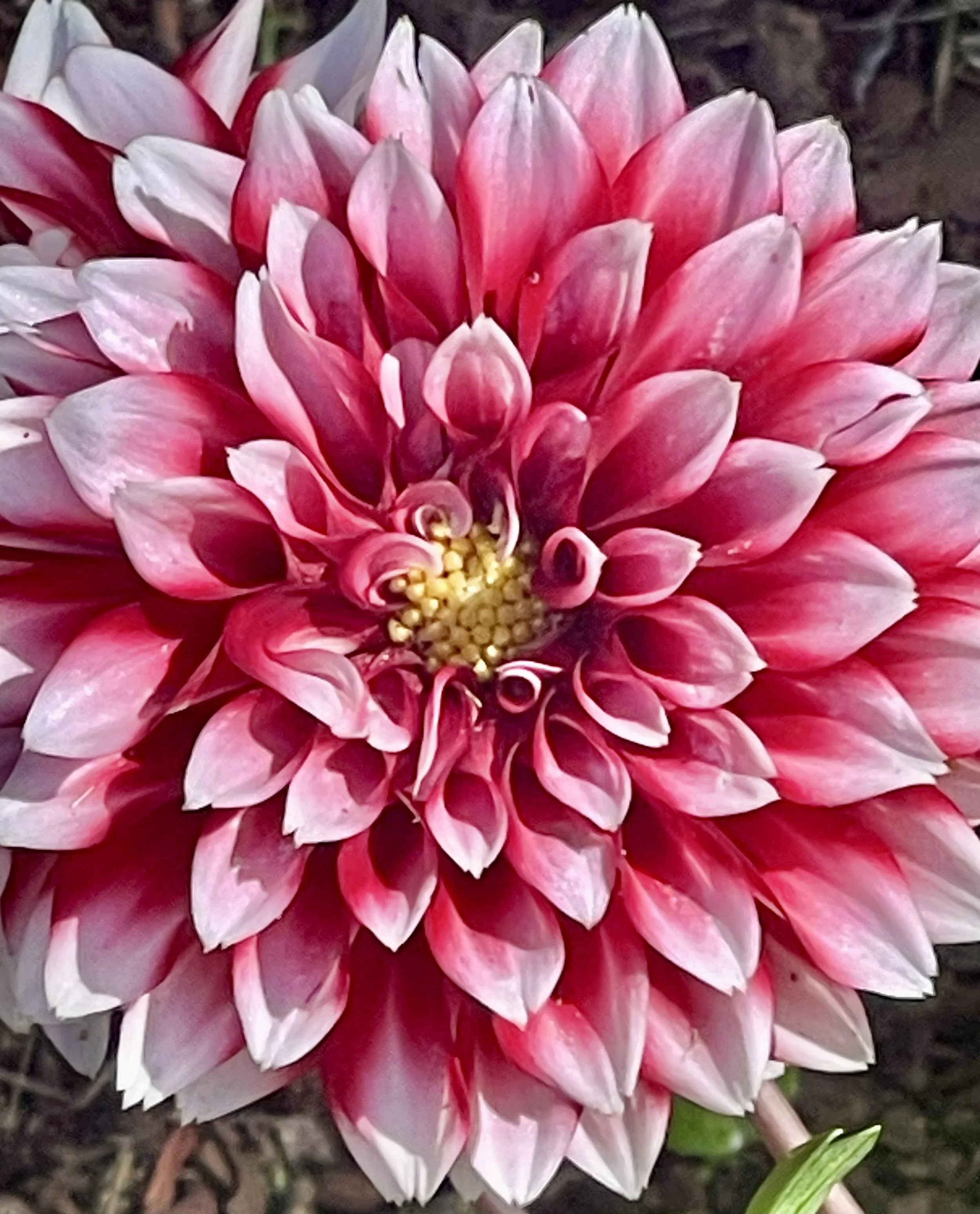 Pretty In Pink