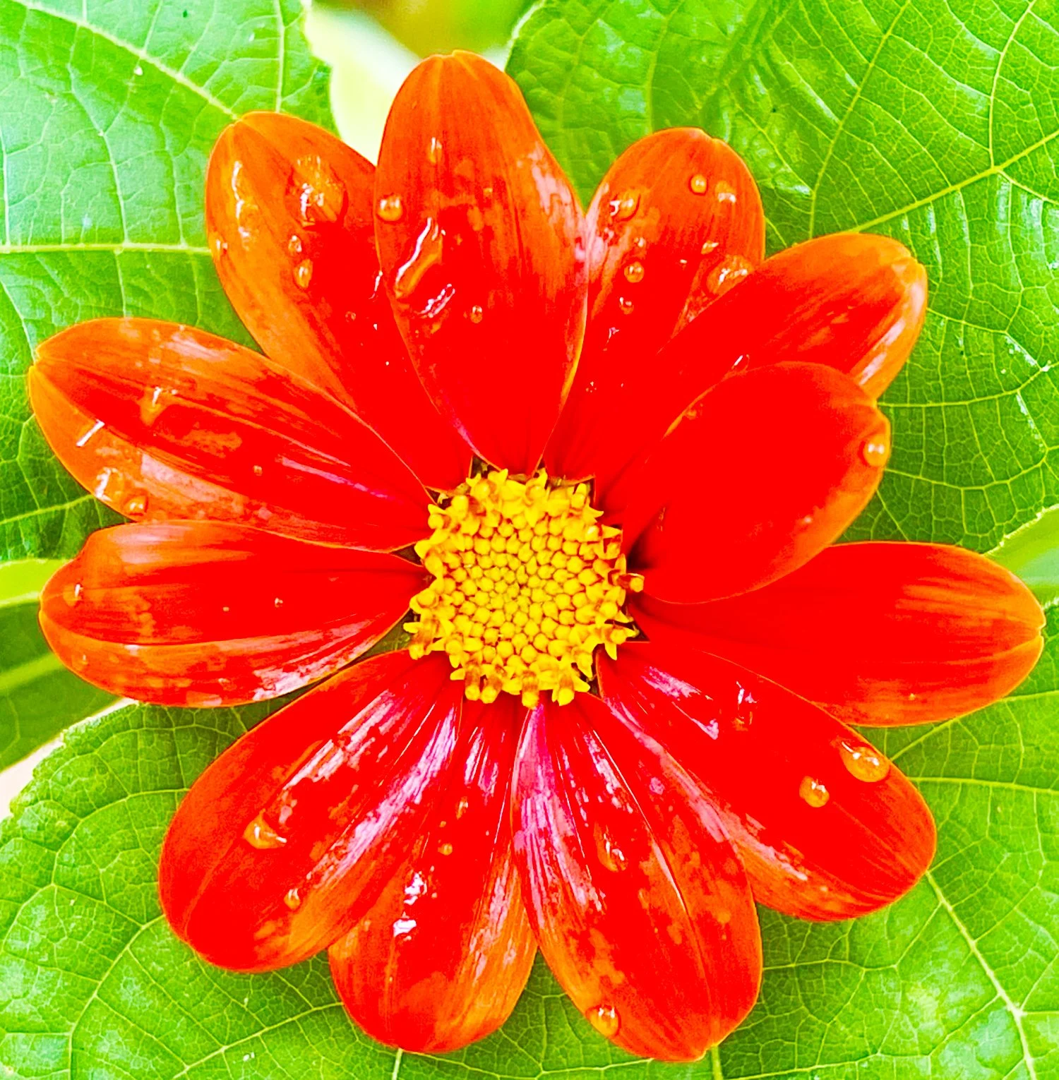 Sunburst