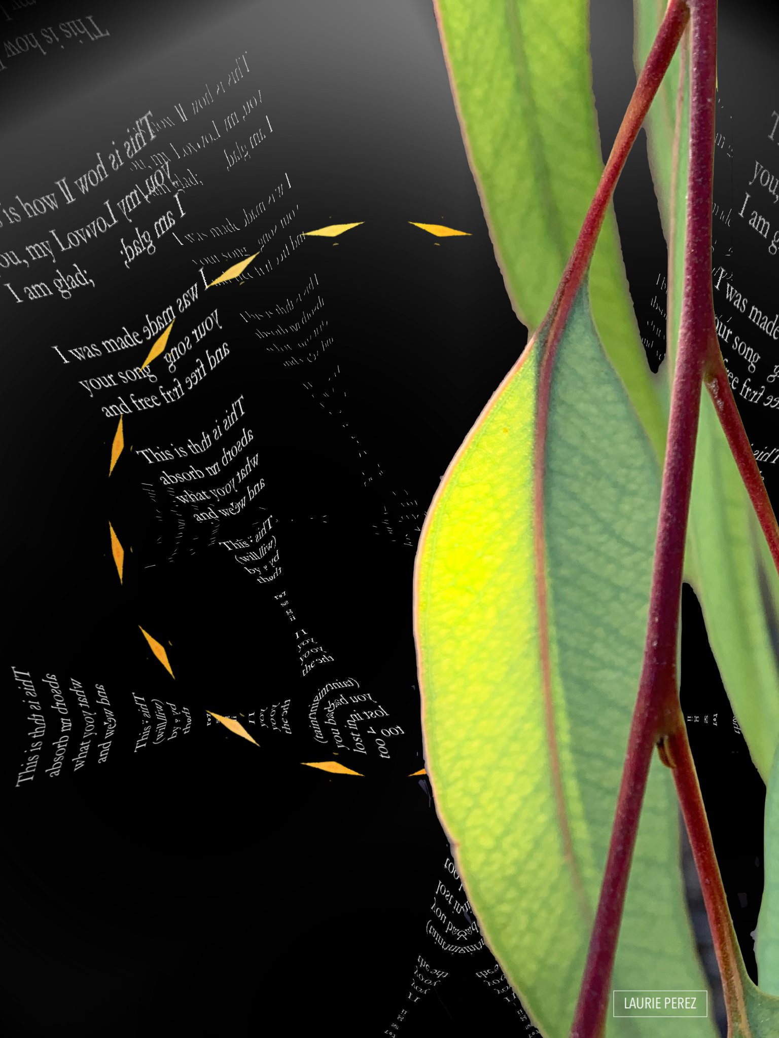 Collage by the author: bright green eucalyptus leaves weave with words in abstract, geometric patterns.