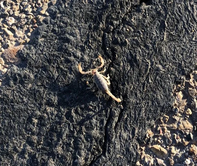 Roswell, NM