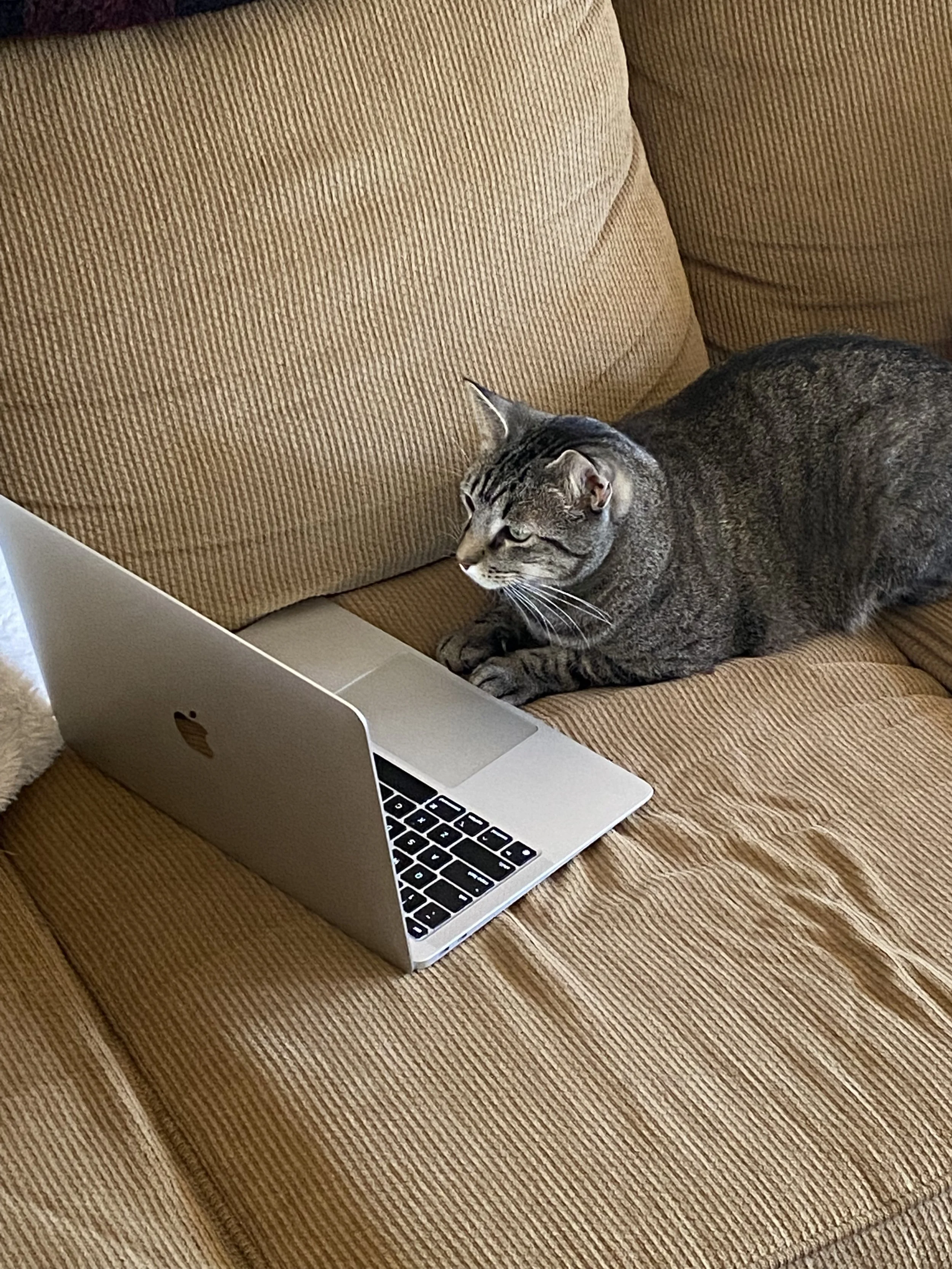 Carl the studious kitty
