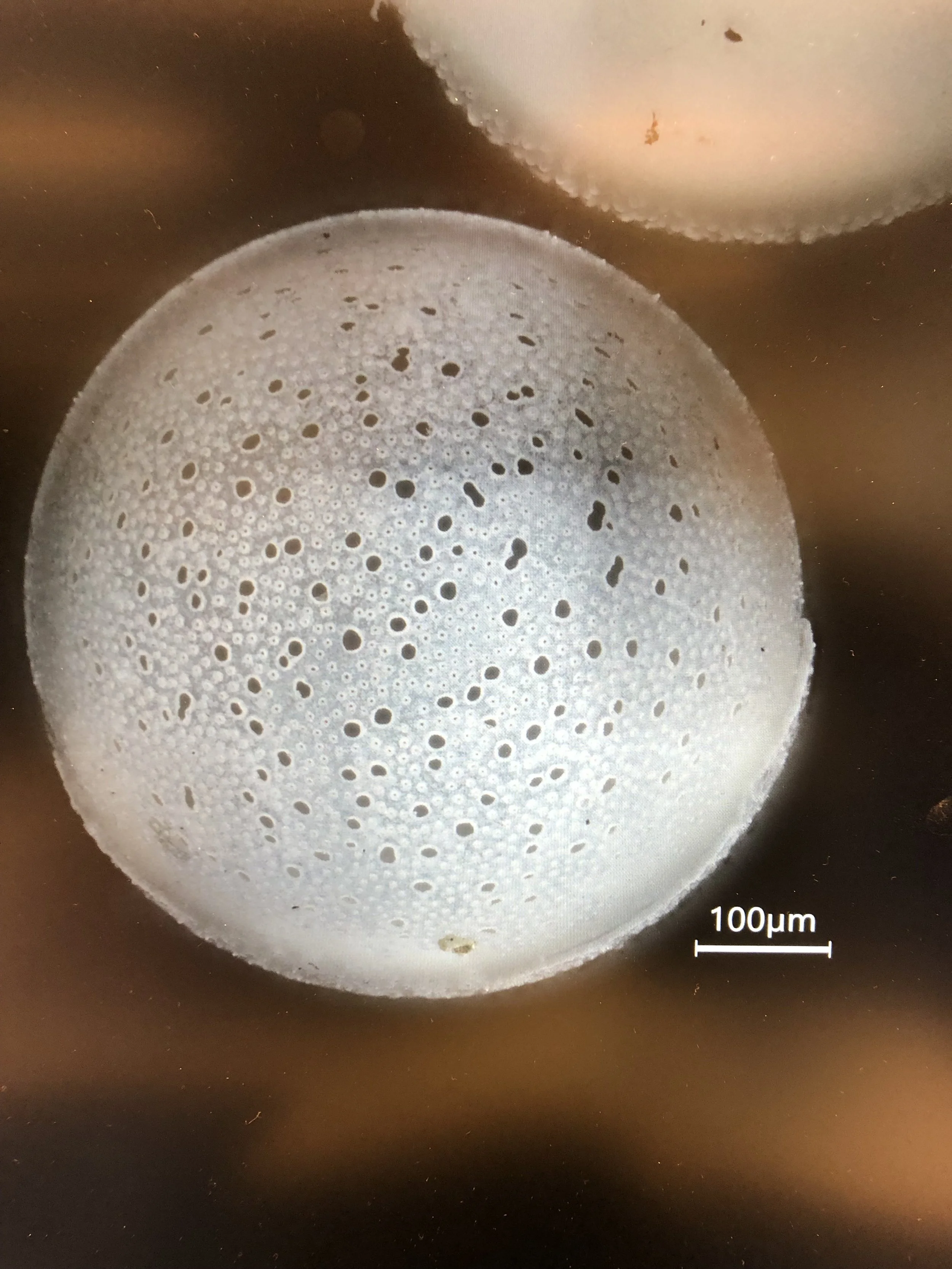 O. universa