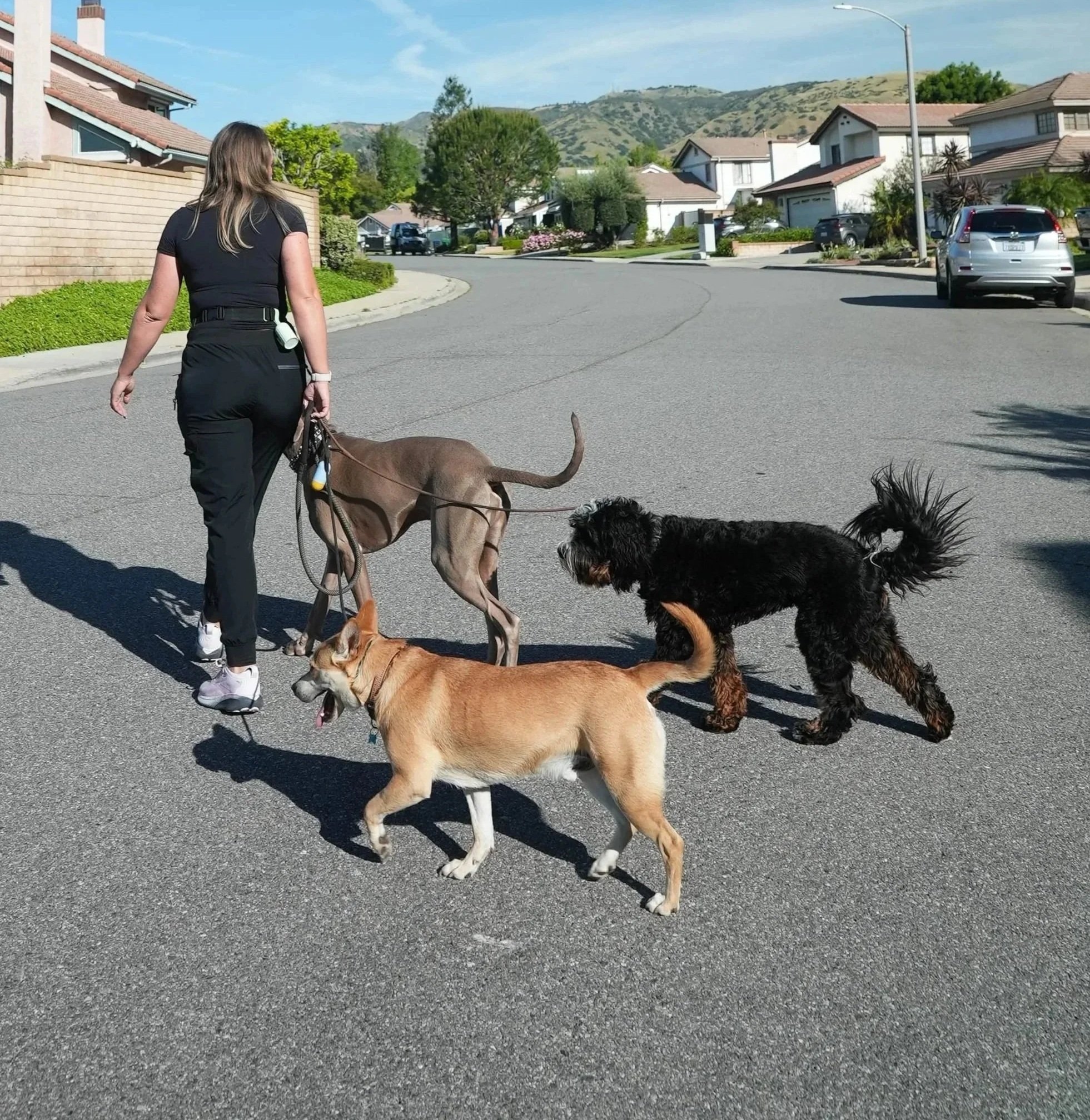A woman walking five dogs on a residential street with houses, trees, and mountains in the background on a sunny day.