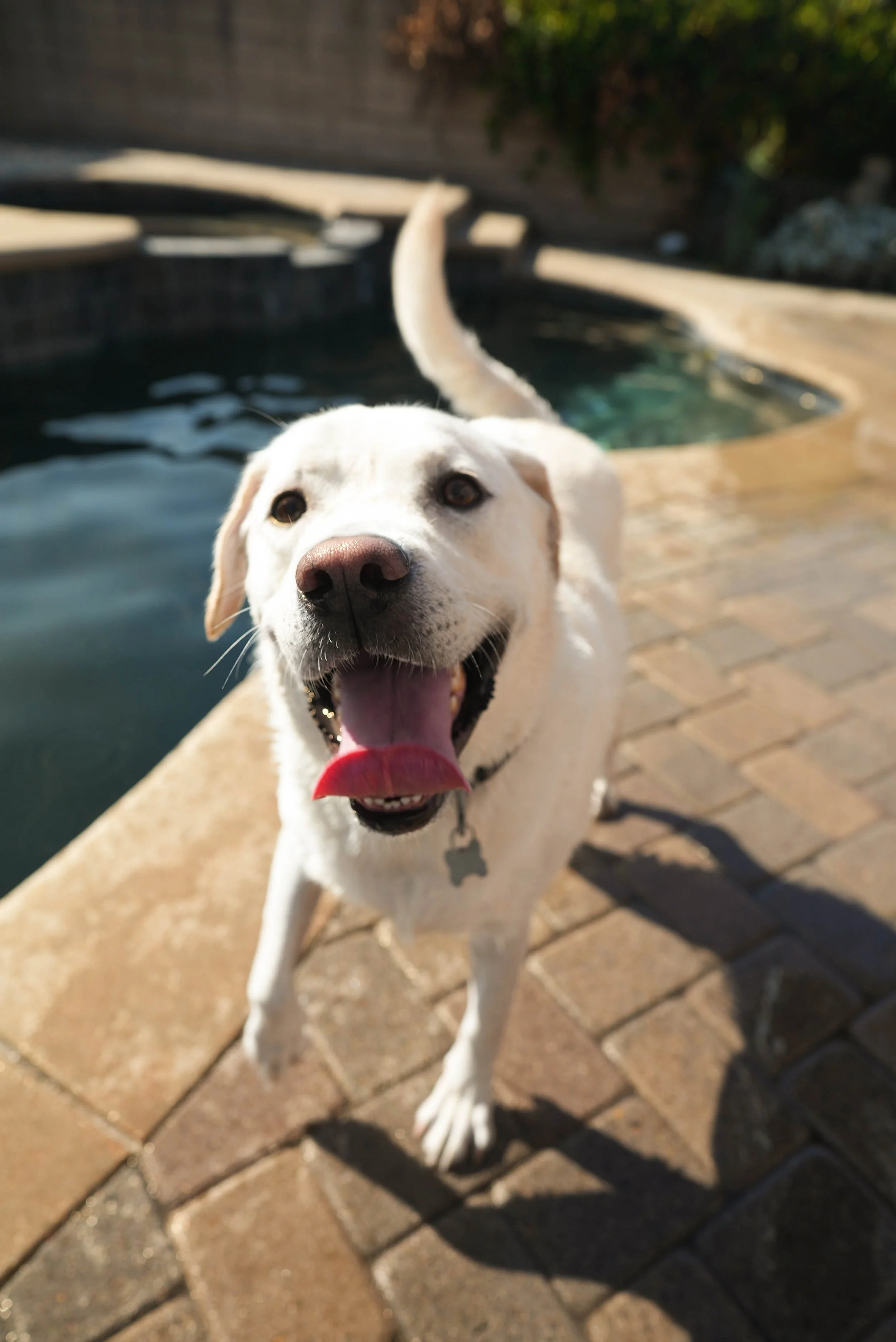 A joyful yellow Labrador Retriever dog is standing outdoors on a brick patio, facing the camera with its tongue out, with a pool and outdoor yard in the background.