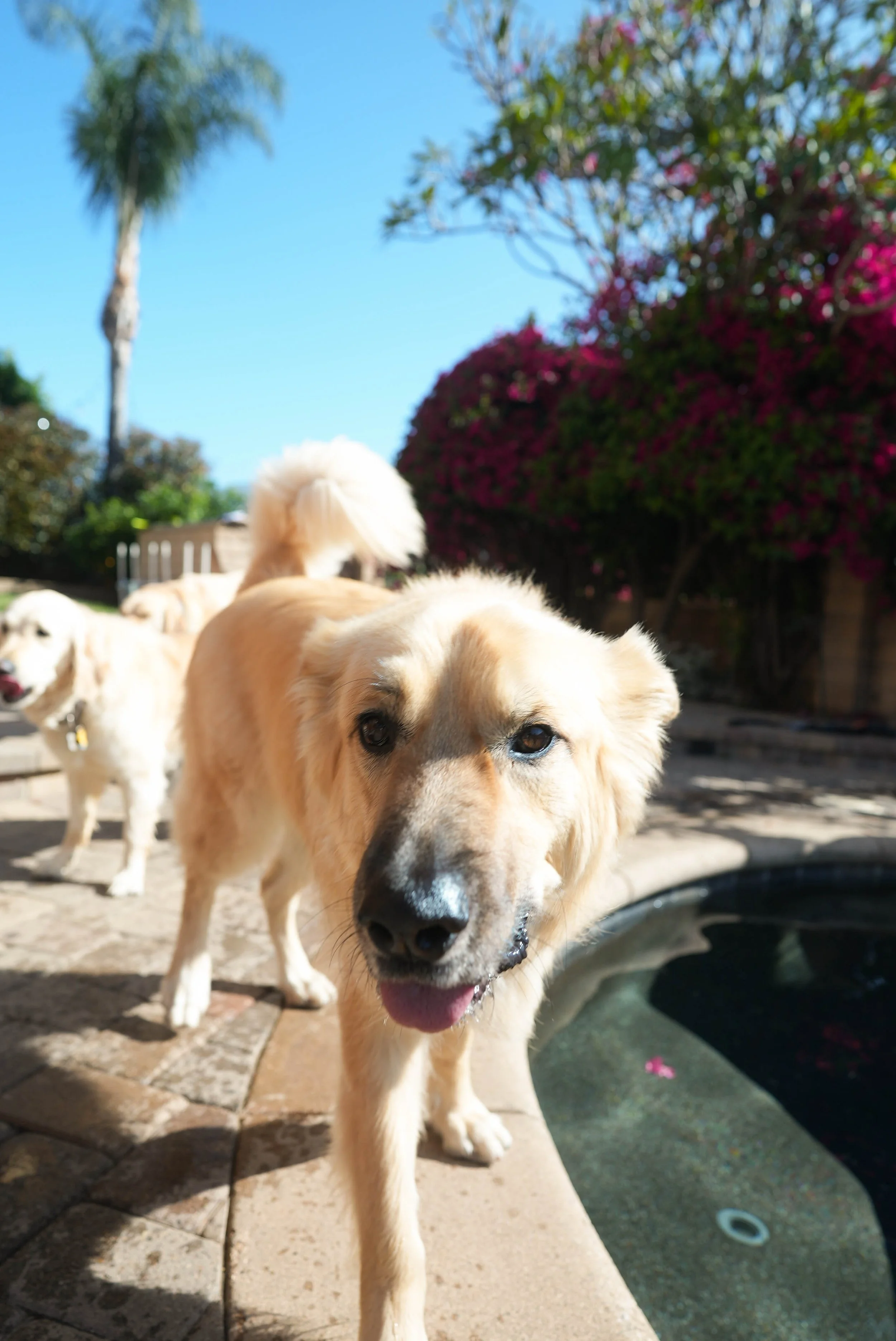 Golden retriever dog with blue eye standing near a water fountain in a backyard, with pink flowering bushes and a tall palm tree in the background.