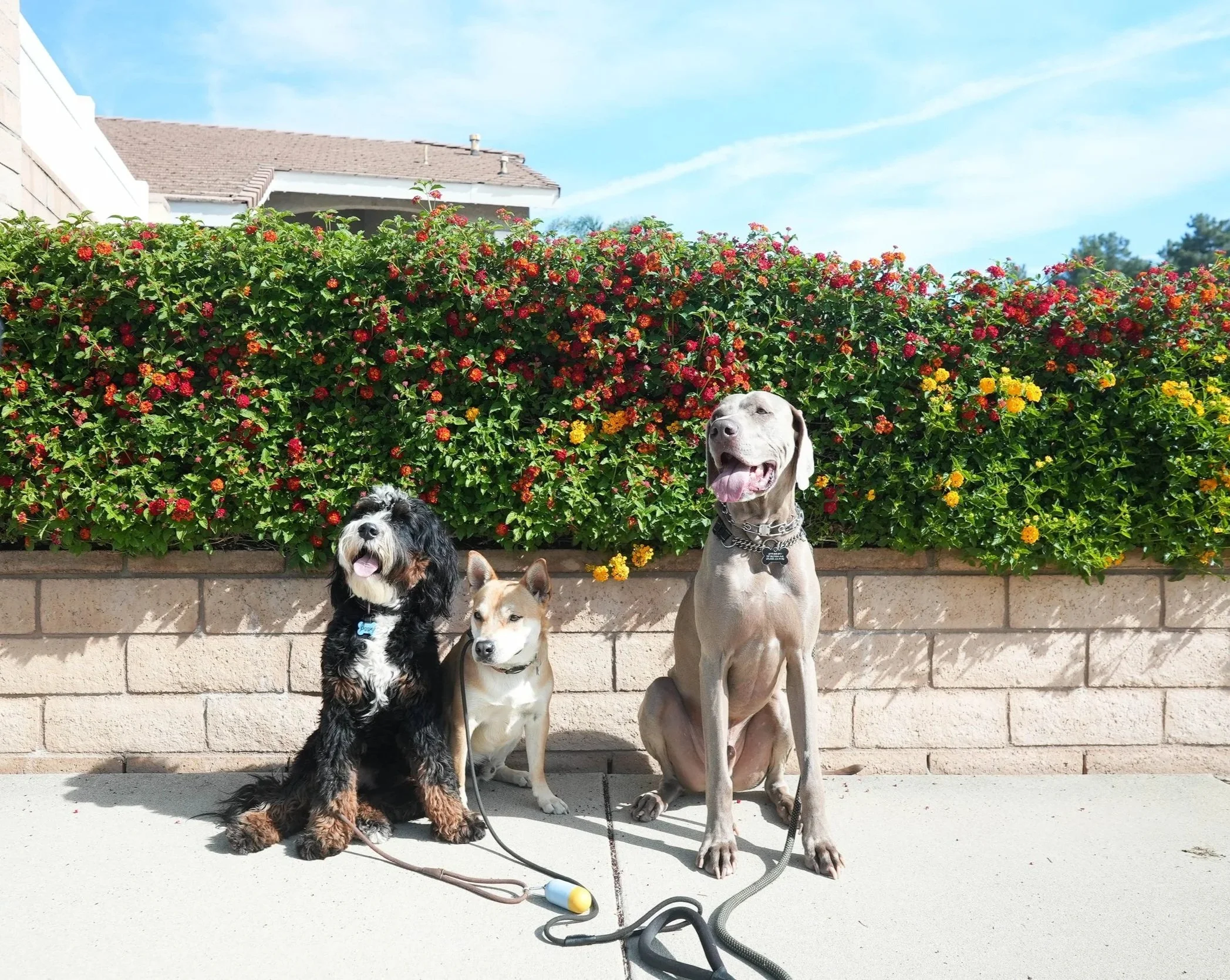 Four dogs sitting outside on a concrete surface in front of a stone wall and colorful bush of yellow, orange, red, and pink flowers, with a house and blue sky in the background.