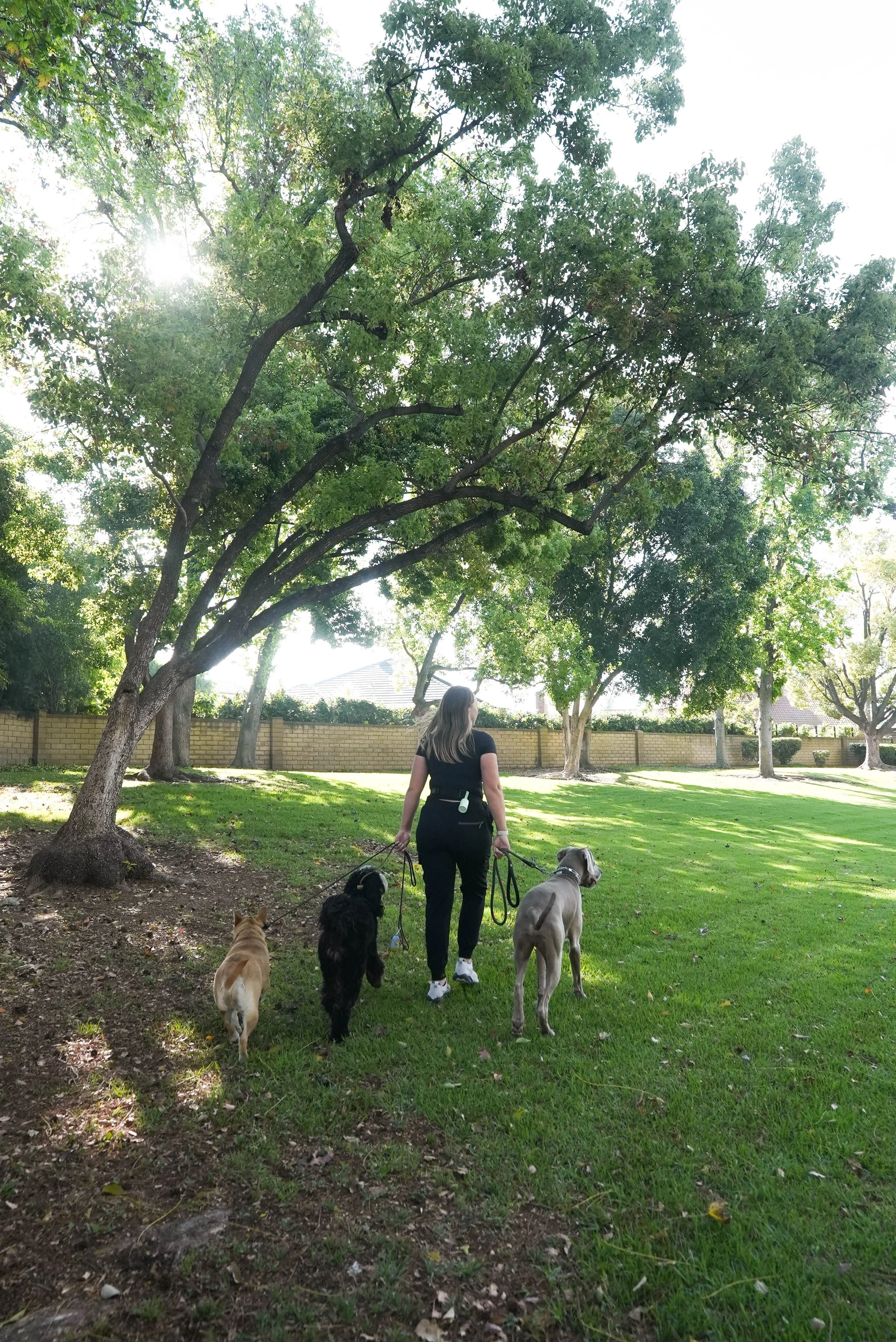 A woman walking four dogs in a park with green grass, trees, and a brick wall in the background on a sunny day.