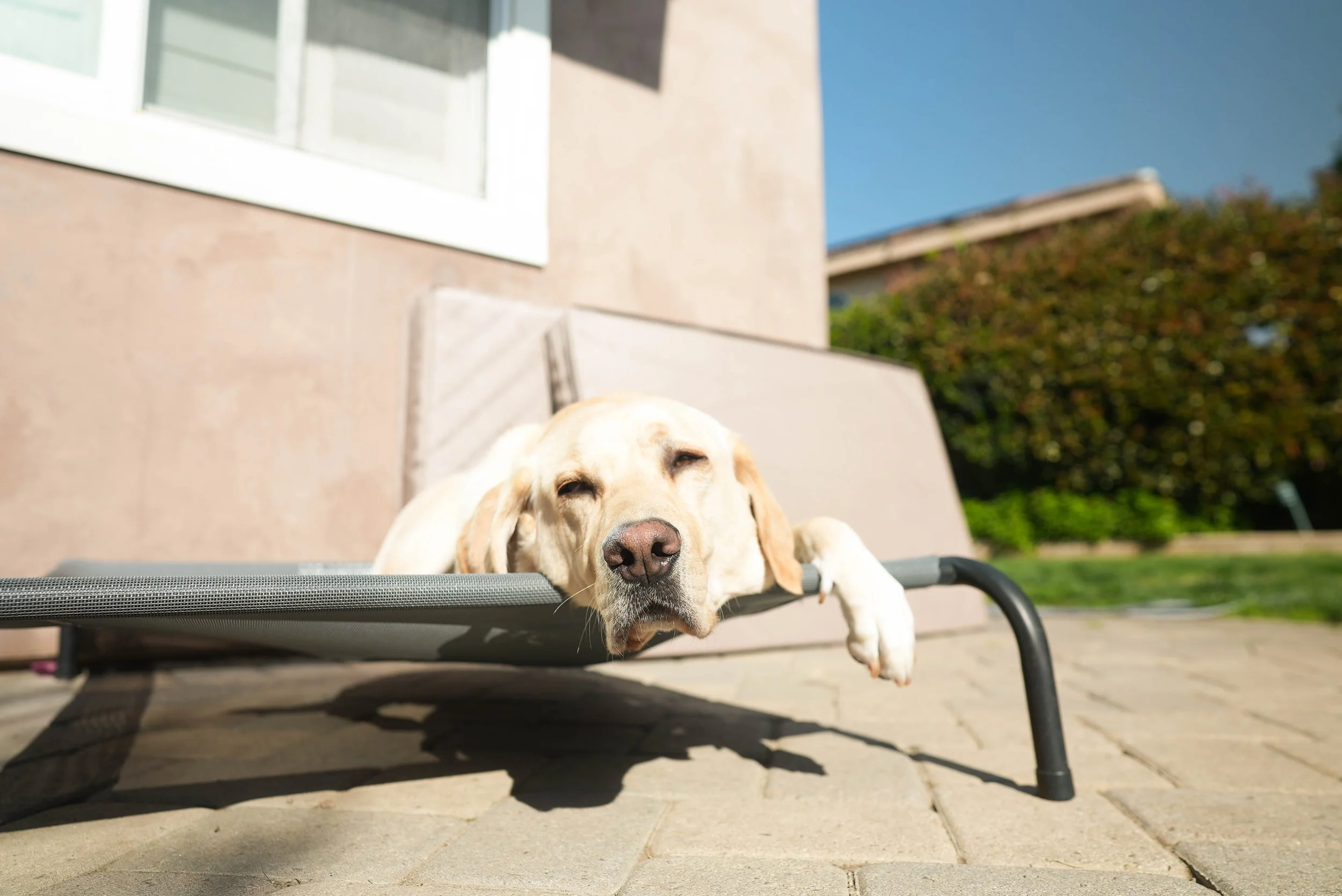 A yellow Labrador Retriever lying on its side on a black outdoor bench with a beige cushion, resting its head and eyes open on the bench, outside in front of a beige house and a green bush, with the sky visible in the background.