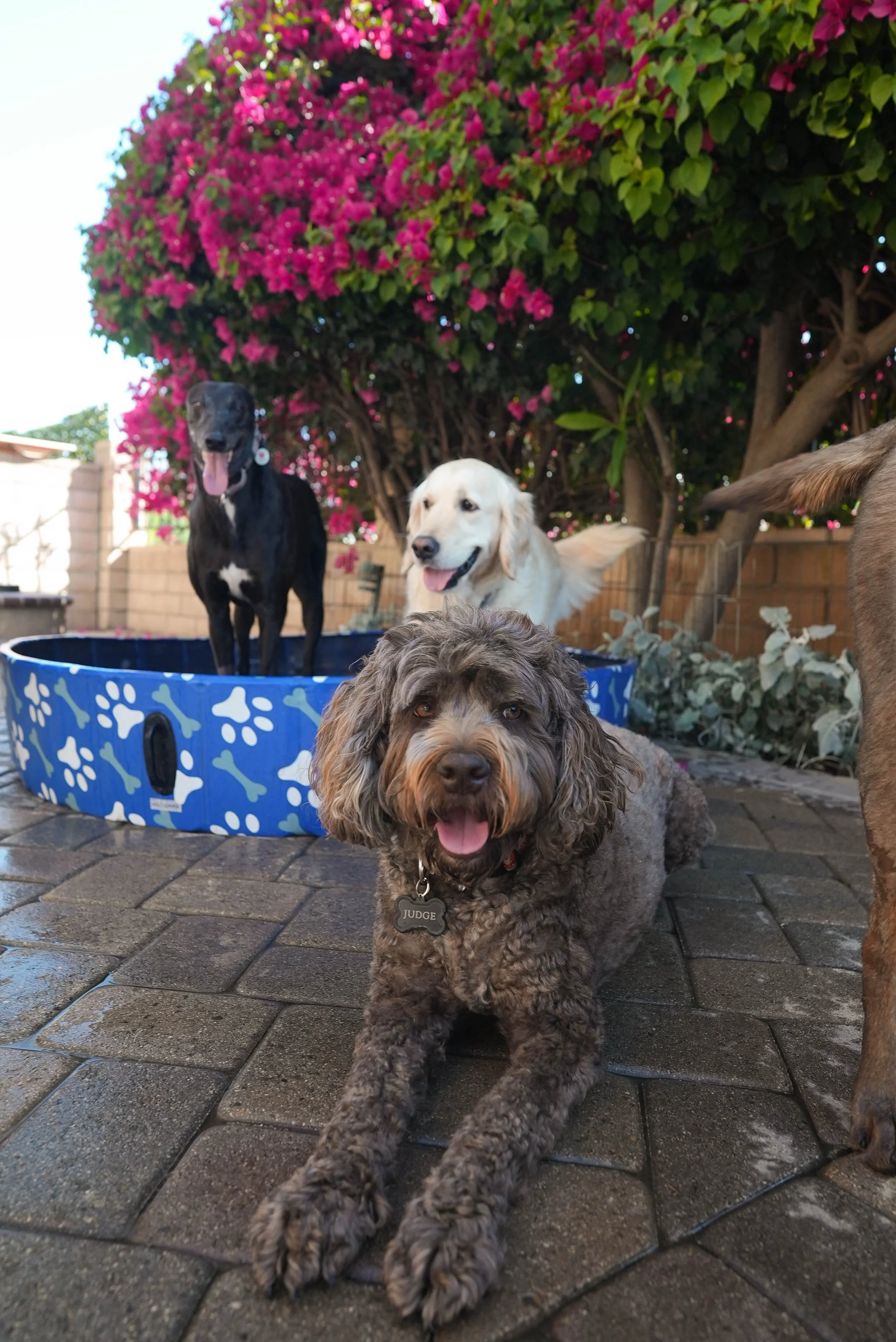 Four dogs in a backyard with a blooming pink bougainvillae hedge in the background. The closest dog is a brown curly-haired pup laying on the wet brick patio, wearing a 'JUDGE' tag. Behind, on a blue dog swimming pool, two other dogs stand; a black one with a white chest and a cream-colored one. The fourth dog, partly visible on the right, is brown.