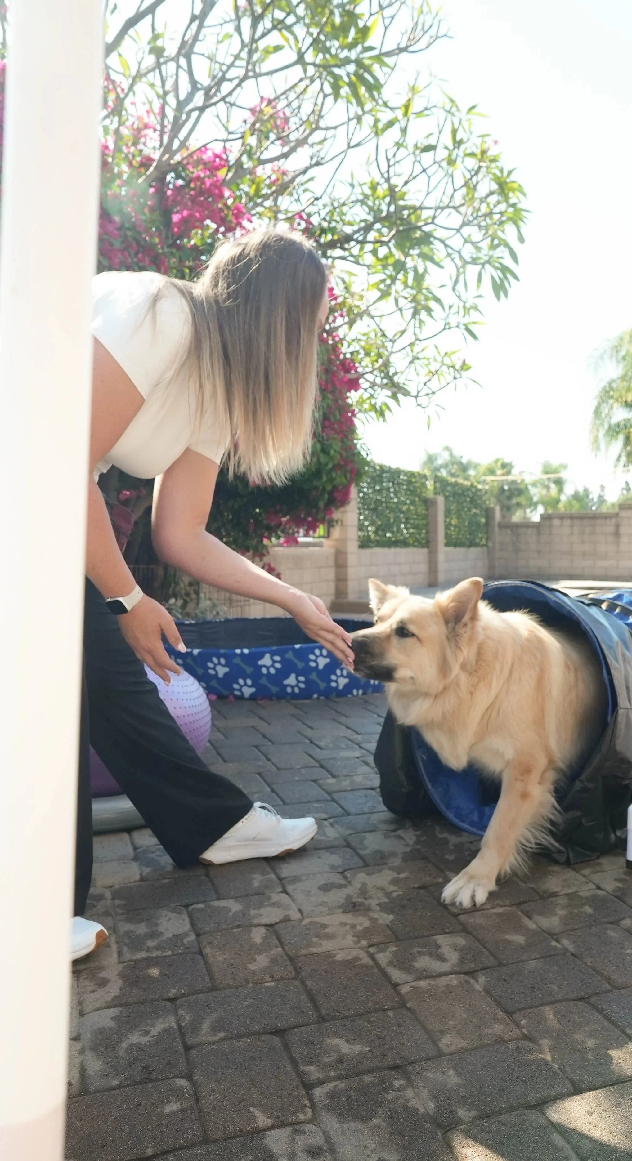 A woman with blonde hair, dressed in a white shirt and black pants, is kneeling on a brick patio and petting a large, tan, fluffy dog that is sitting in a blue pet tent. The background shows pink flowering bushes, green trees, and a brick wall under a clear, sunny sky.