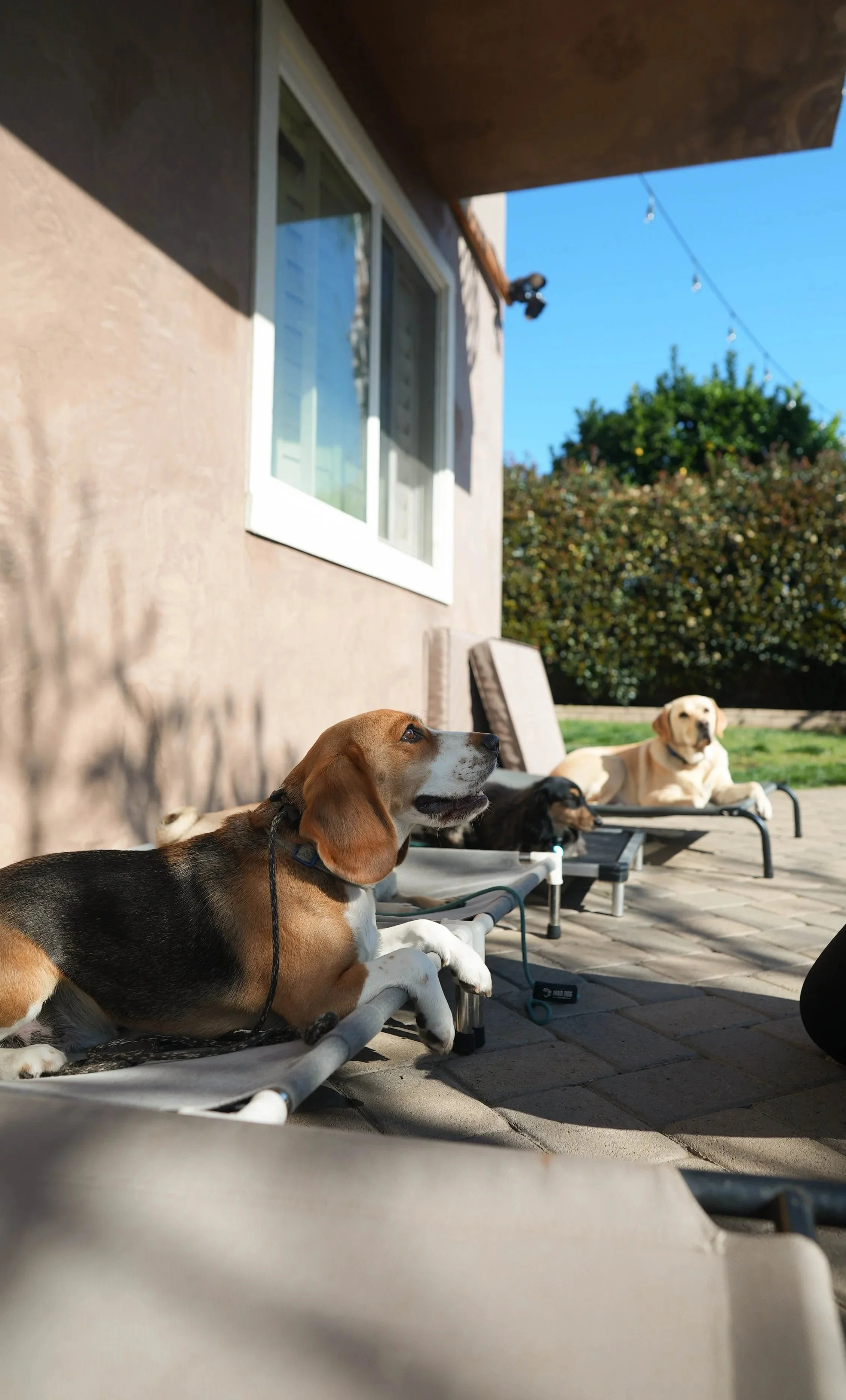 Three dogs lying on outdoor lounge chairs on a patio, with a house wall, window, and trees in the background on a sunny day.
