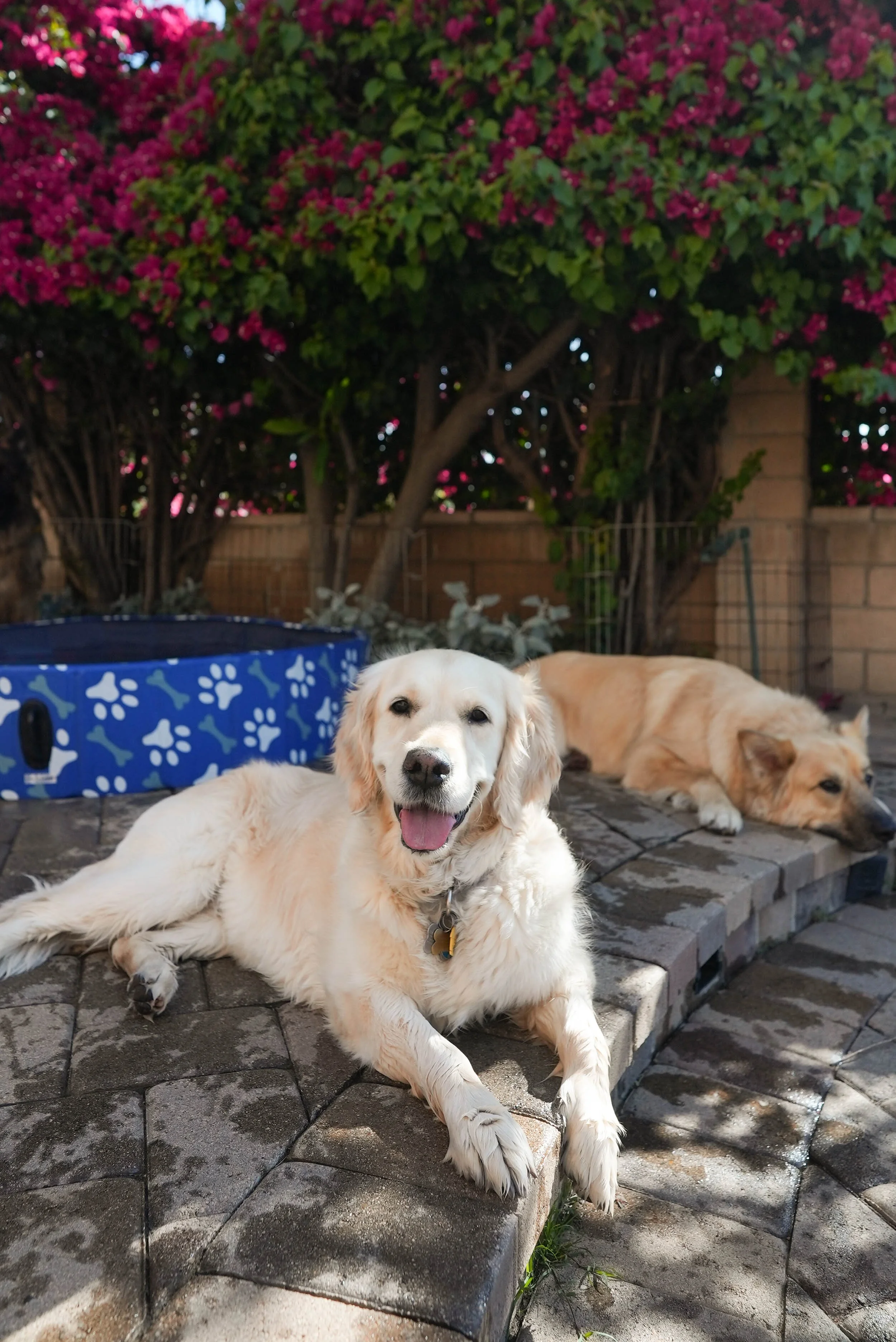 Three golden retriever dogs resting outdoors on a patio with a large flowering bush and brick wall in the background. One dog is sitting and smiling at the camera, another can be seen lying down, and the third is lying with its head turned to the side. There is a blue dog bed in the scene.