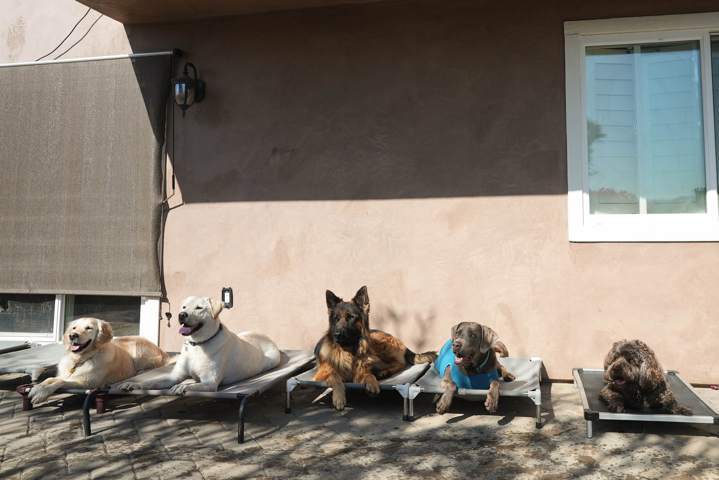 A group of dogs lying on outdoor lounge chairs on a patio, with a beige wall, window, and a small dog bed nearby.