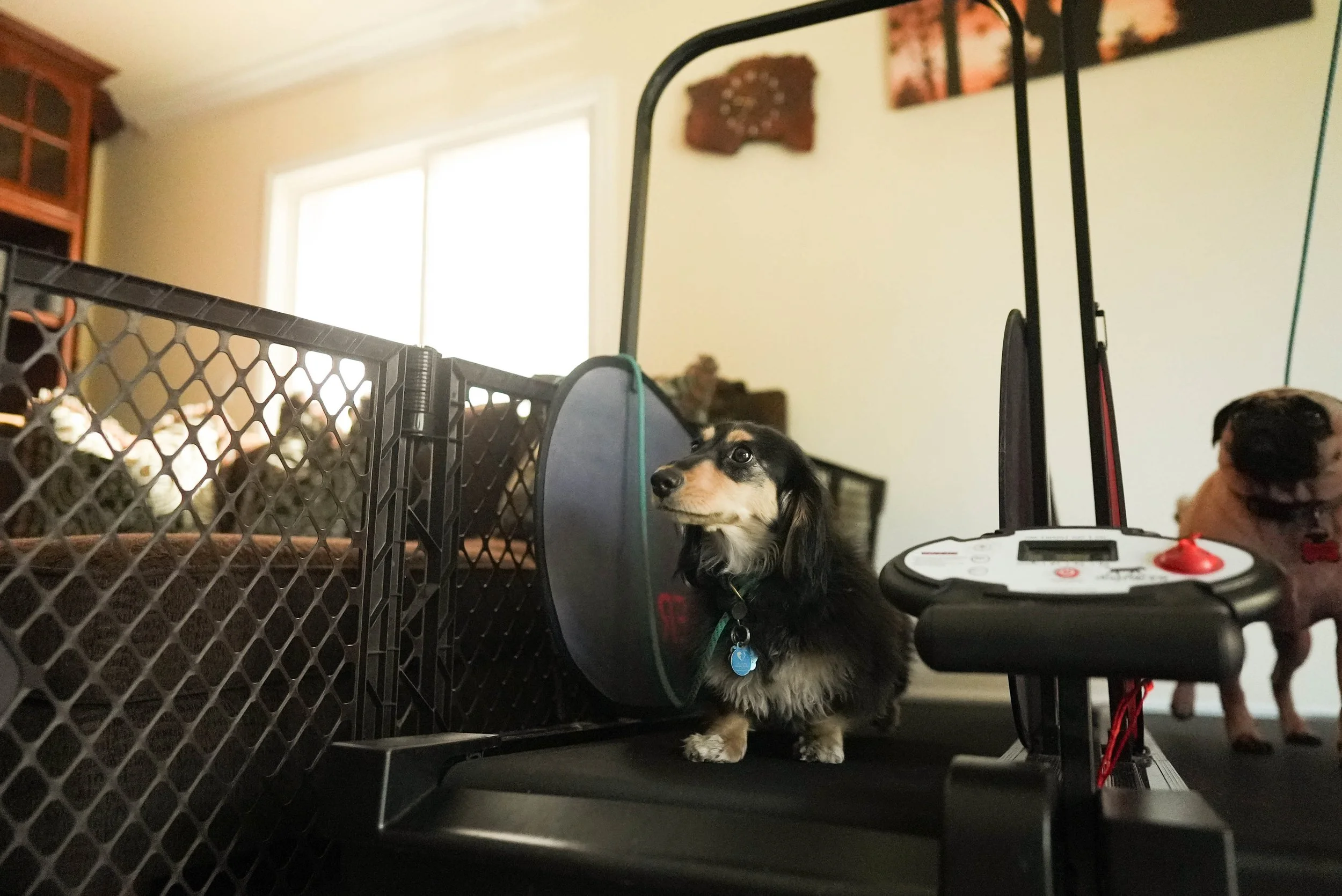 A black and tan Dachshund puppy with a blue bone-shaped tag on its collar sitting behind a black wire pet cage, with another puppy visible in the background. The scene is inside a room with a window and wall decorations.