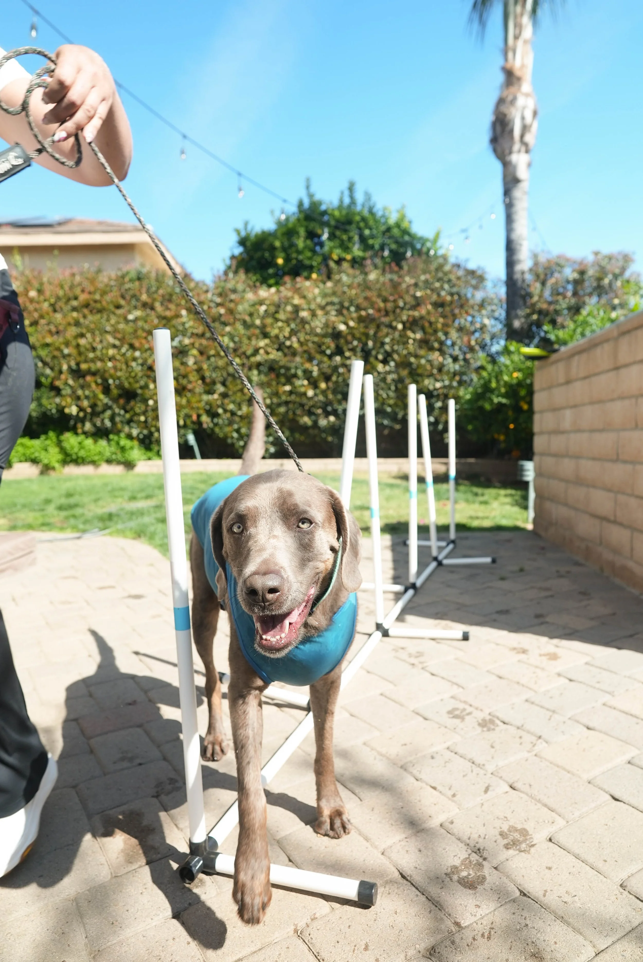 A happy dog with a brown coat and blue vest walking through agility poles outdoors on a sunny day.